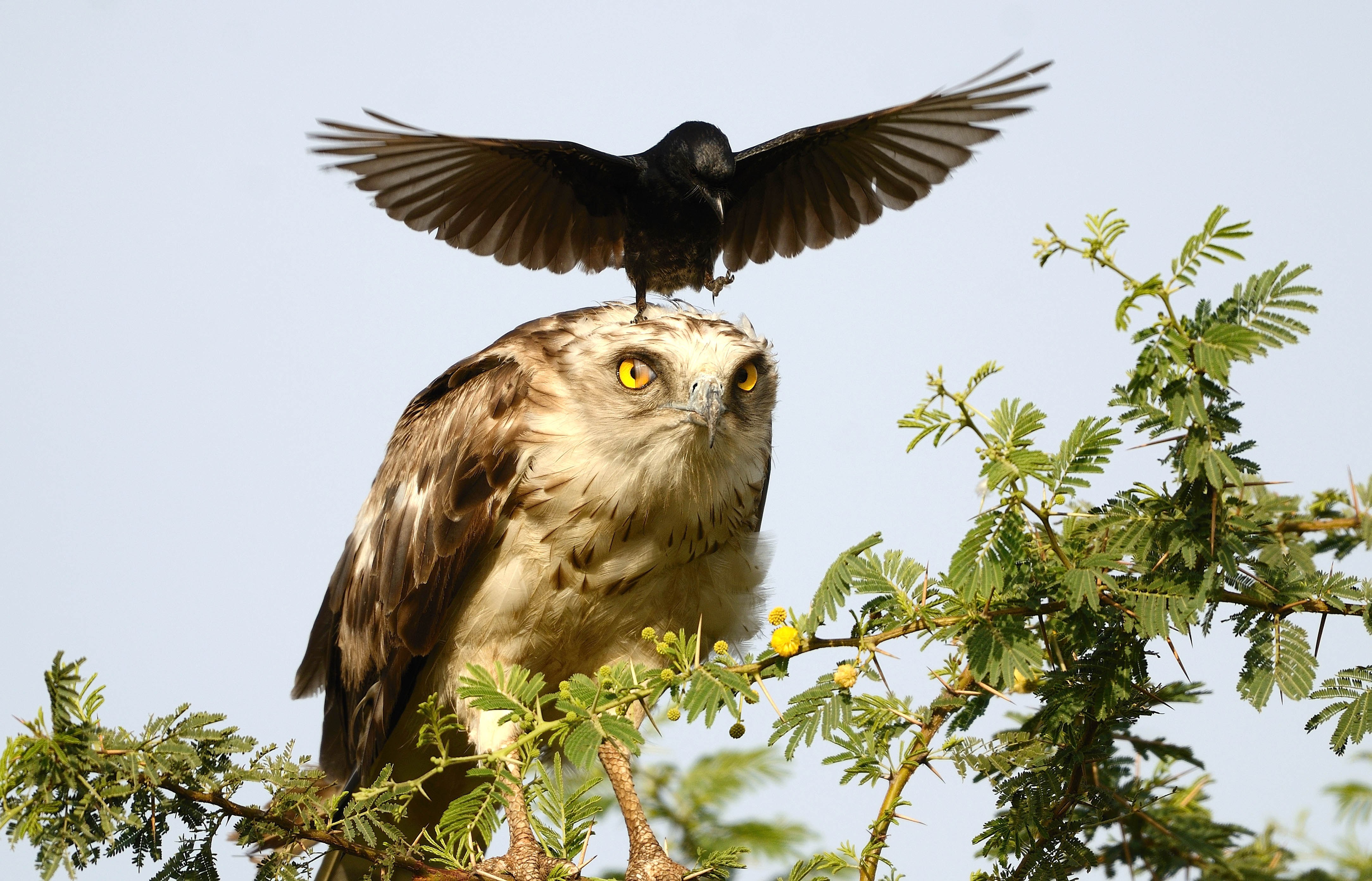 Значение хищных птиц в природе