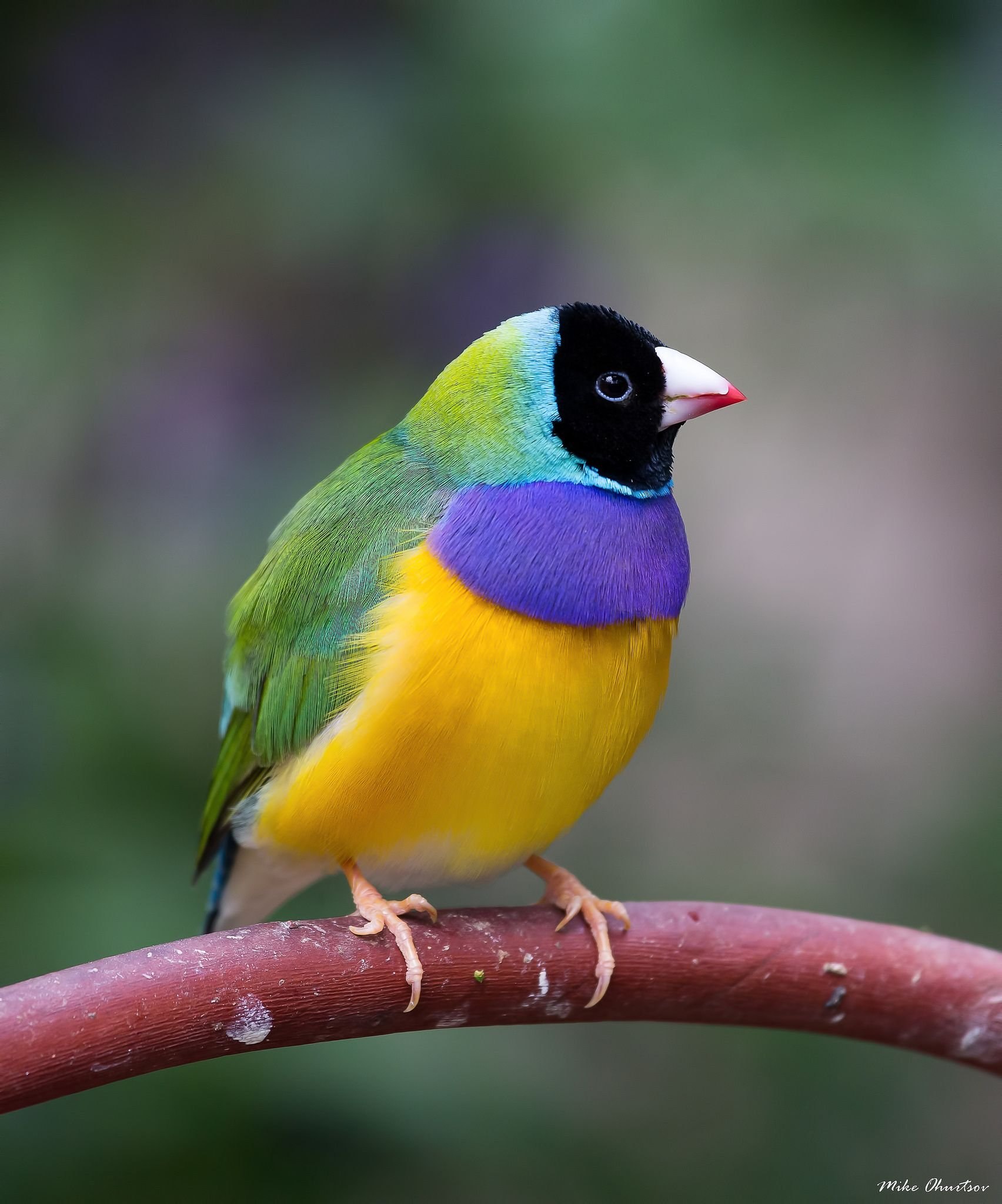 Маленький разноцветный. Gouldian Finch. Gouldian Finch птенец. Gouldian птица. Гульдова амадина желтая.