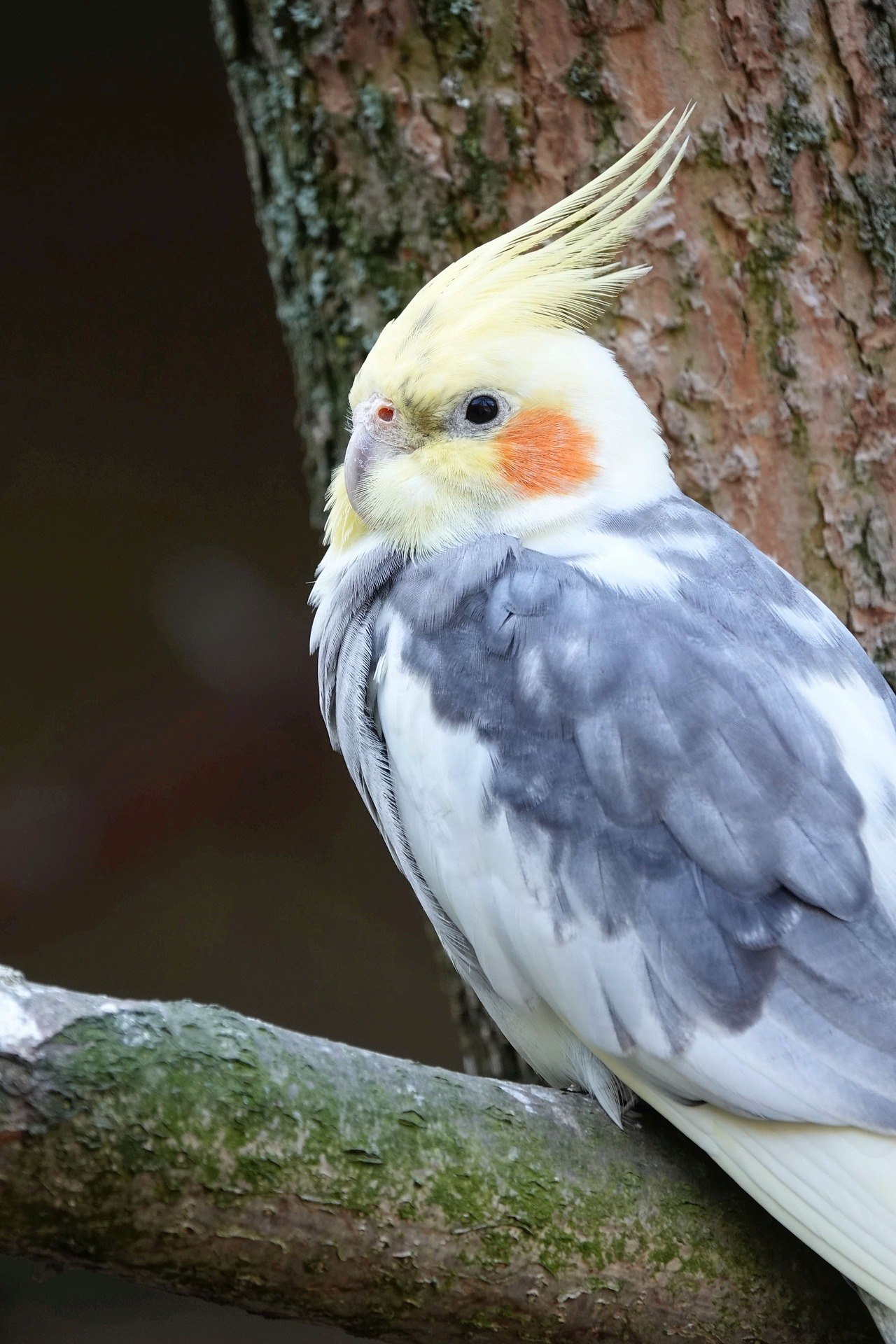 Попугай нимфа корелла. Попугай корелла. Нимфа корелла попугай. Корелла Cockatiel. Австралийский попугай корелла.