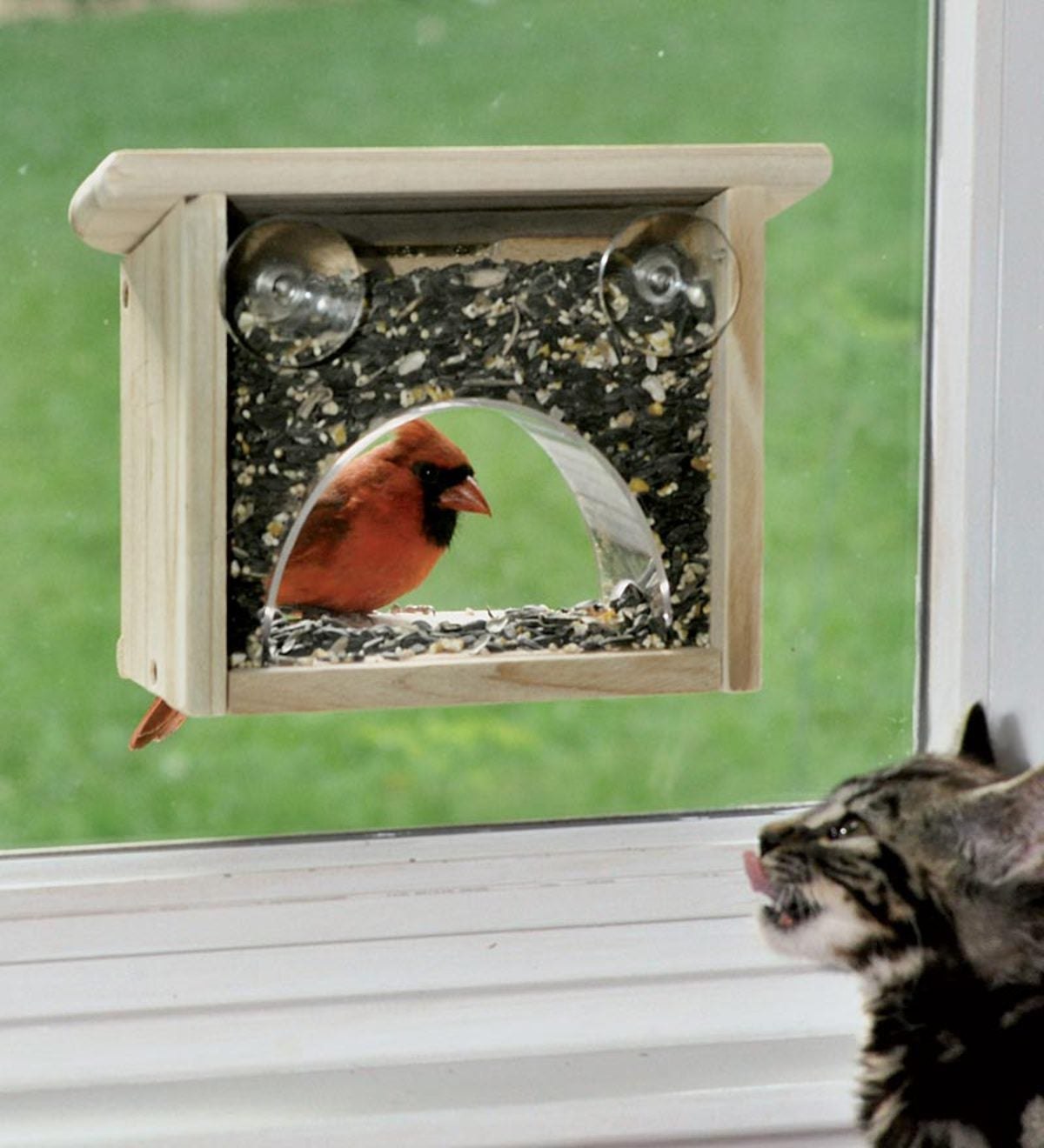 Кормушка для птиц под окном. Кормушка для птиц оконная. Кормушка для птиц на окно. Кормушка для птиц на подоконник. Кормушка для птиц за окном.