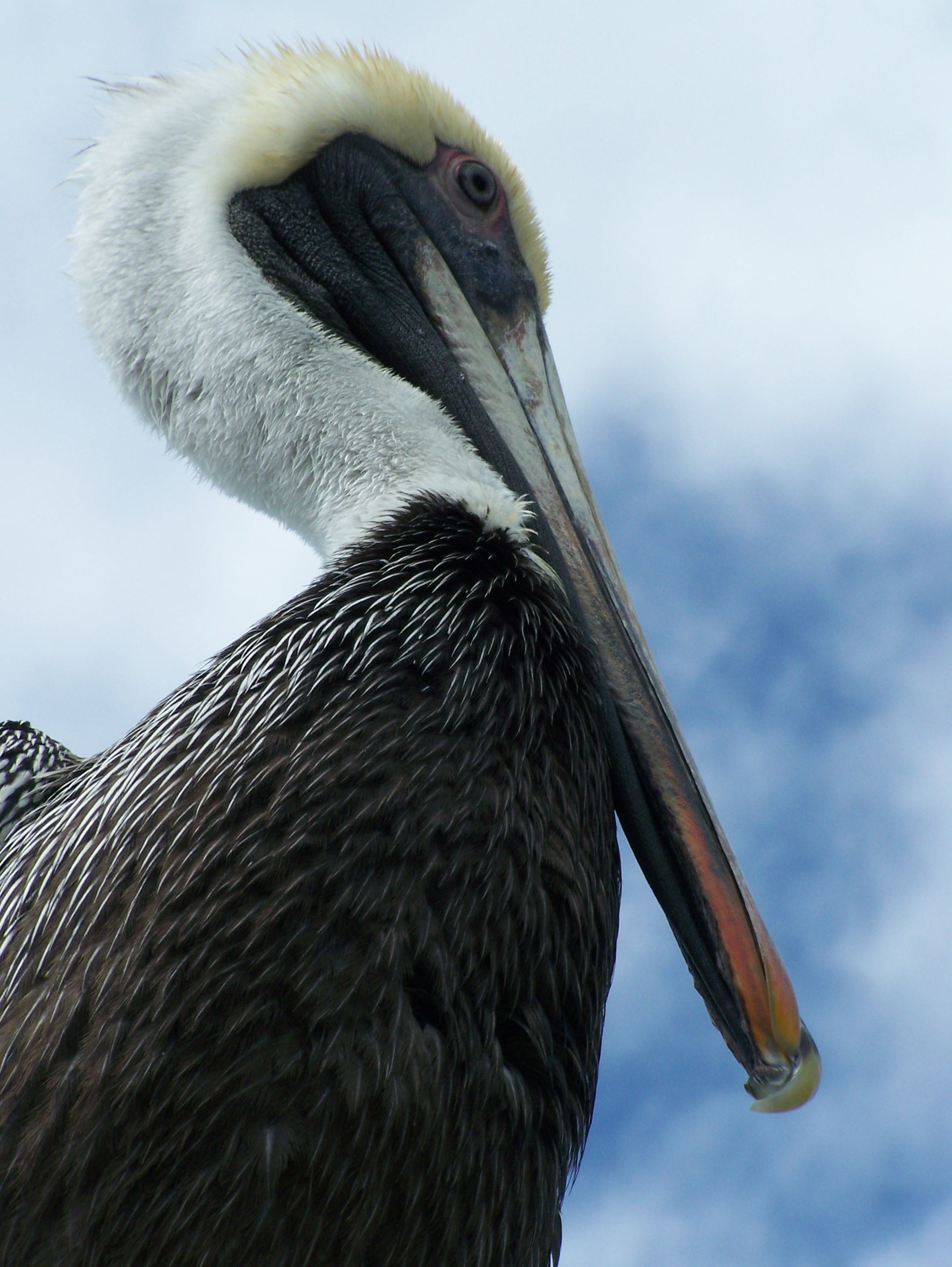 Пелекан. Пеликан строение клюва. Болотный Пеликан. Пеликан птица черный. Пеликан Флорида.