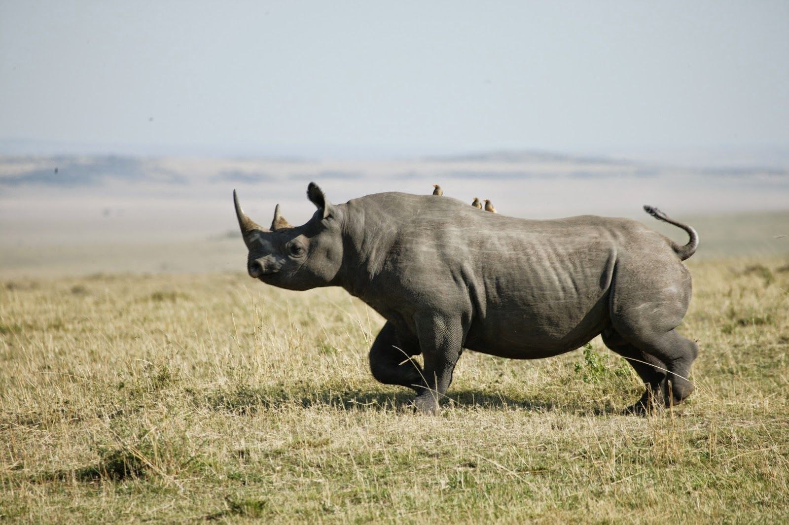 Воловьи птицы и носорог тип. Носорог сбоку. Непарнокопытные носороги яванский. Агрессивный носорог. Носорог бежит.