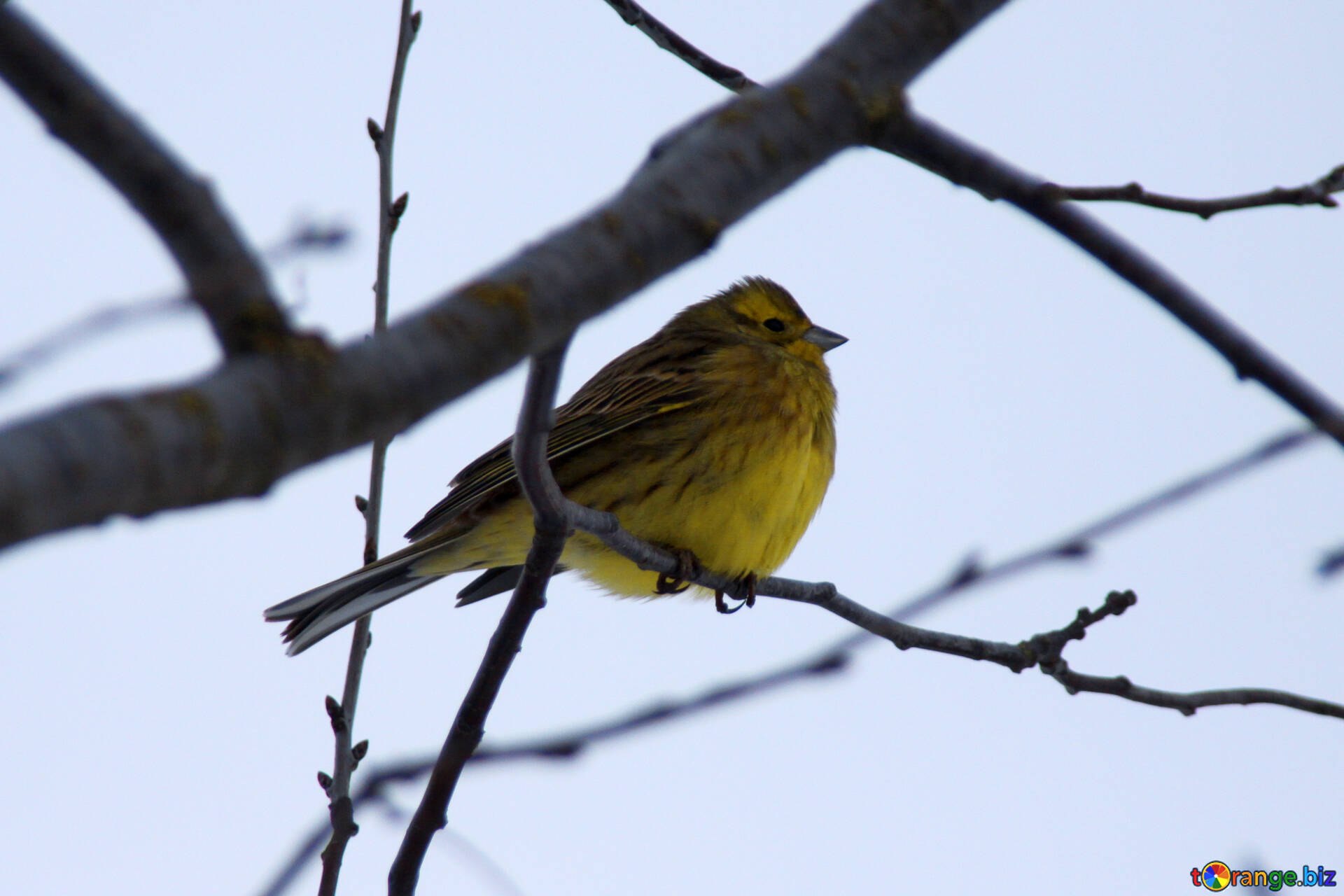 Желтая птица похожая на Воробея. Маленькая птичка с желтой грудкой похожая на воробья. Желтый Воробей. Золотой Воробей птица.
