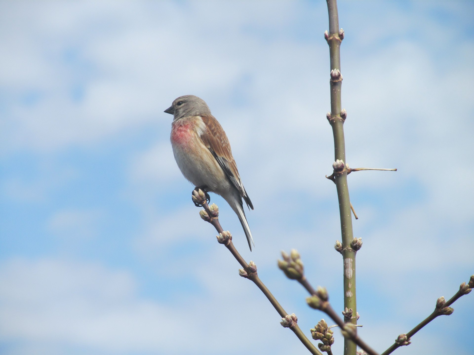 Птичка с розовой грудкой похожа на воробья но не снегирь фото и описание