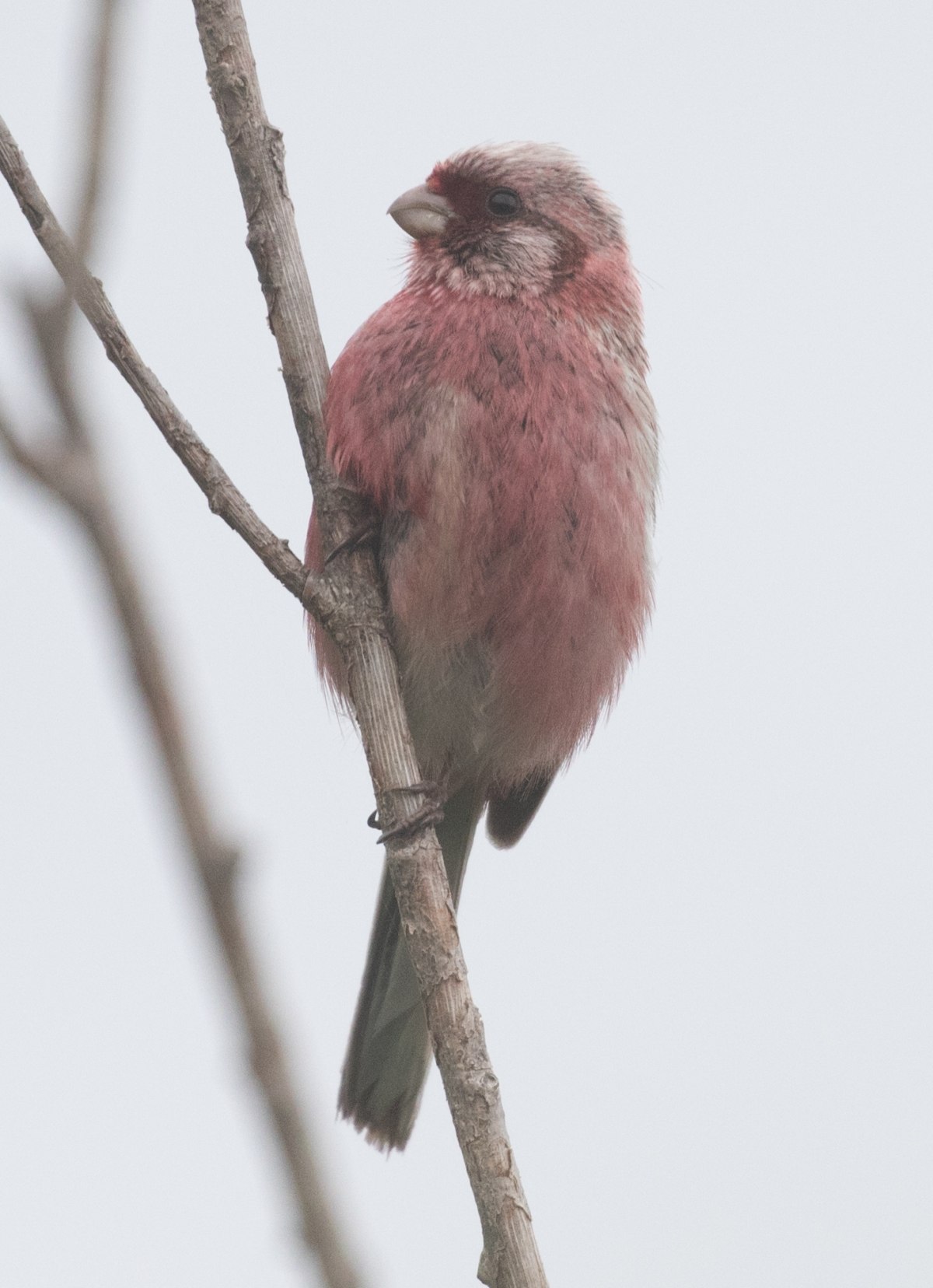 Серая птица с розовой грудкой название фото