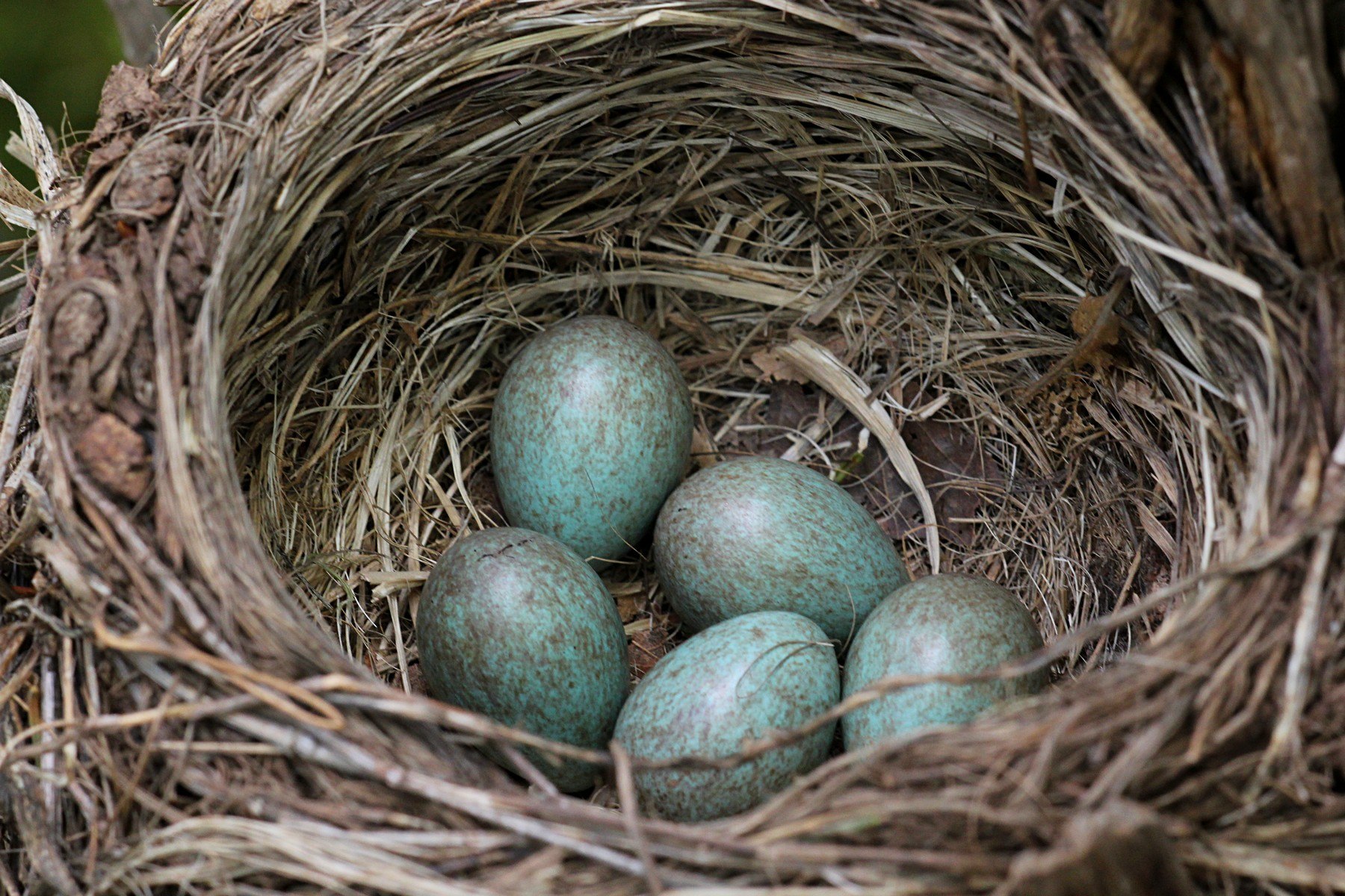 Яйца дрозда в гнезде (44 фото) - красивые фото и картинки pofoto.club