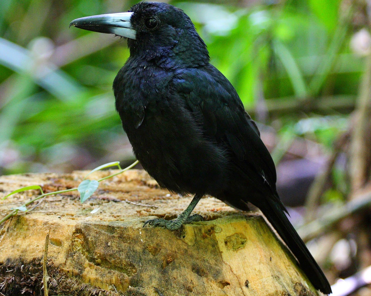 Черная птица с белой грудкой. Сероспинная Флейтовая птица (Cracticus torquatus). Птица черная с белой грудкой в Сочи. Птица черная в Хорватии.