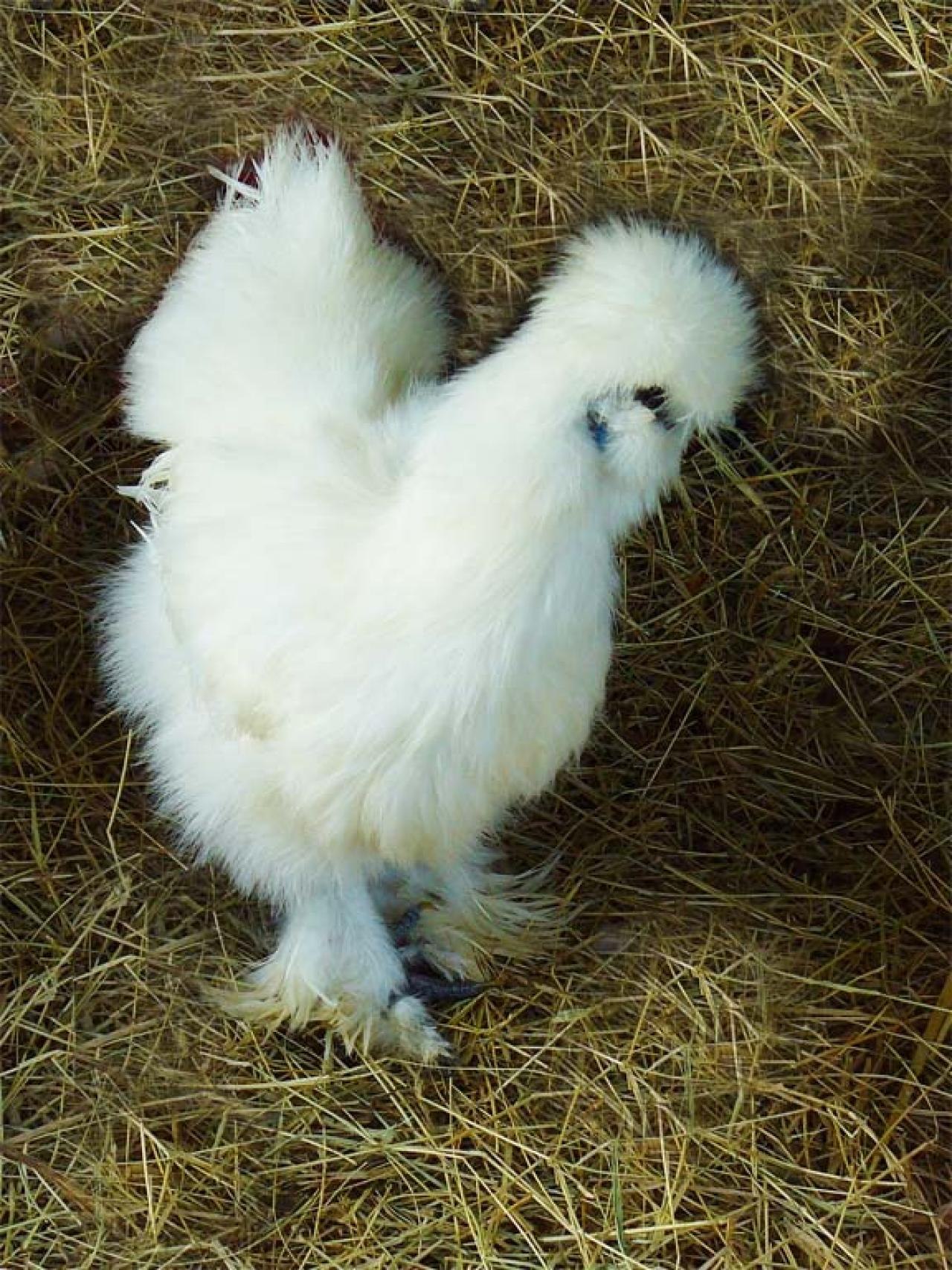 Японські кури (62 фото) | Fancy chickens, Beautiful chickens, Chicken breeds