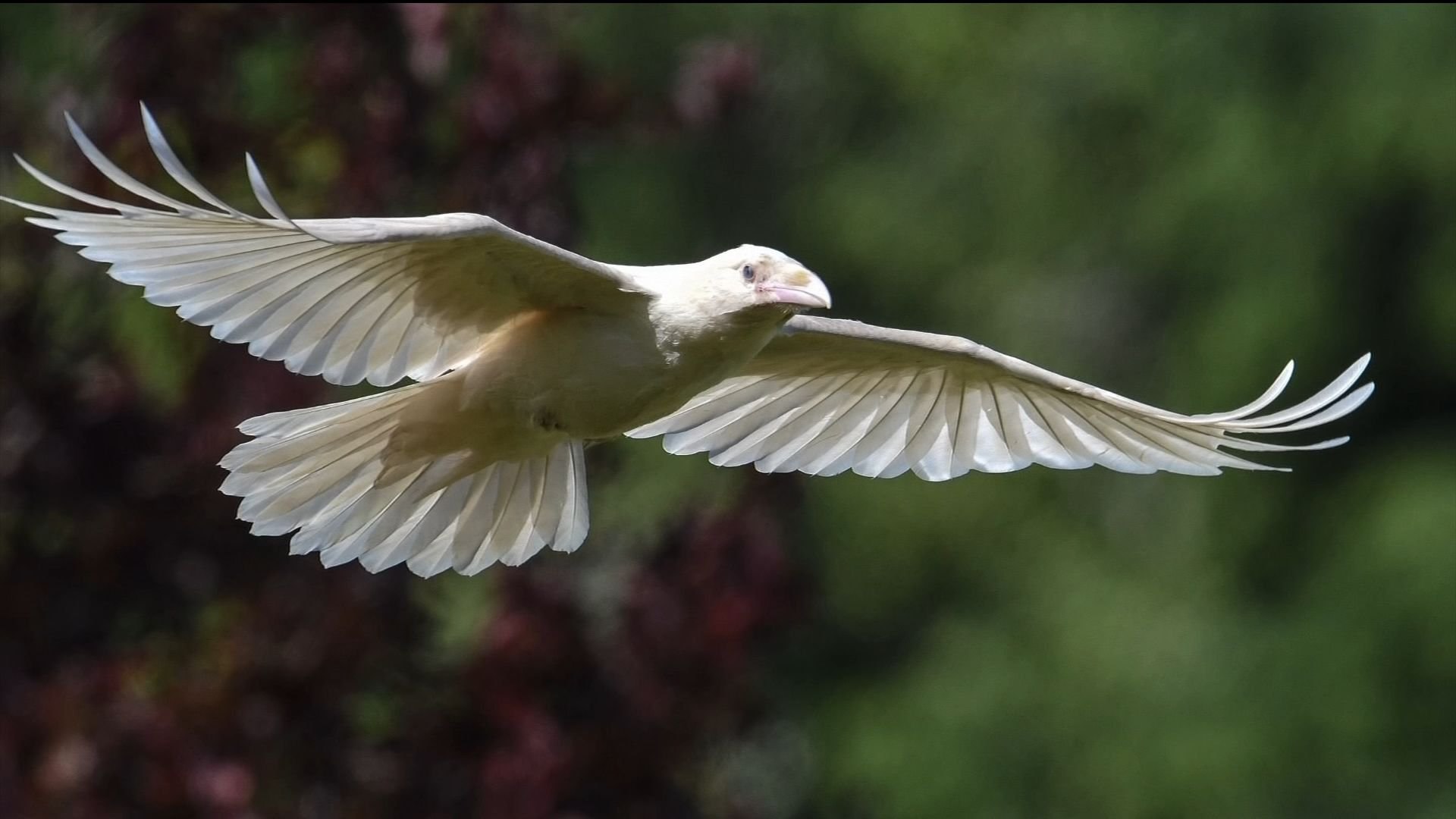 White unique. Галка альбинос. Ворона альбинос. Галка альбинос птица. Белая ворона альбинос.
