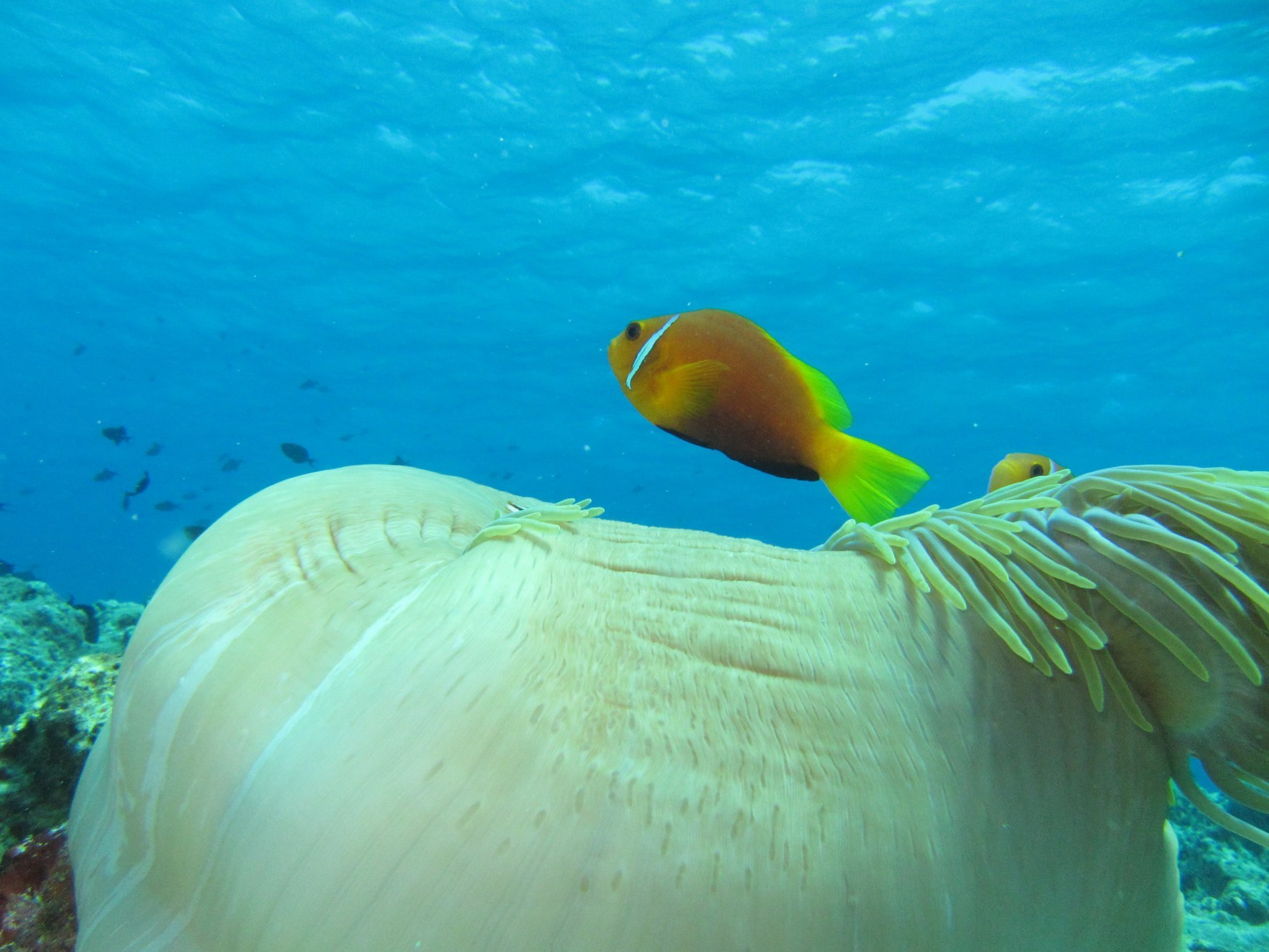 Fish above fish. Птицы Мальдивских островов фото с названиями. Экзотика.