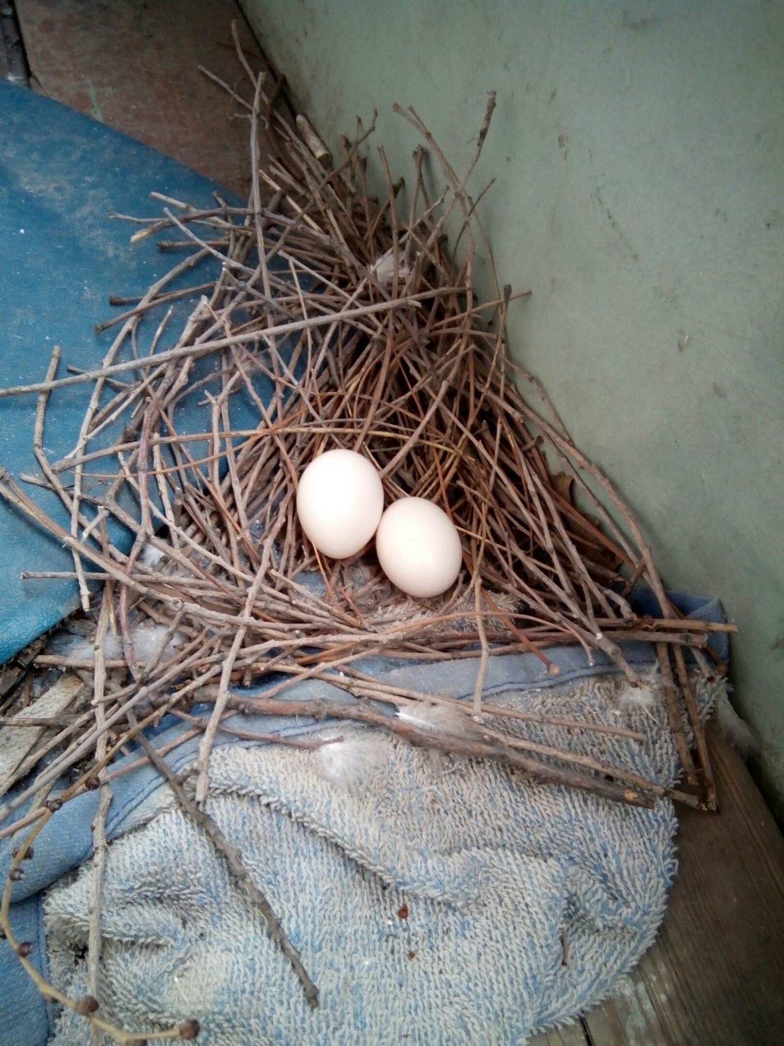 Какие яйца у голубей фото
