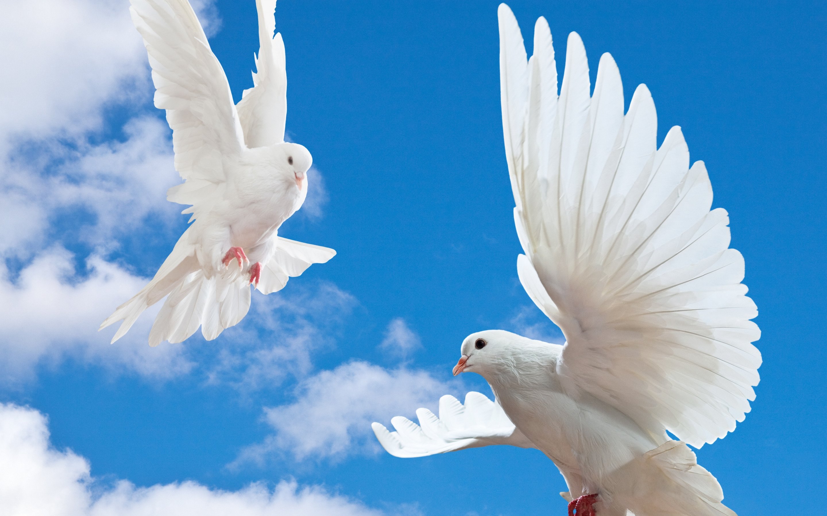 Полеты 1 мая. Белый голубь. Голубь летает. Голуби в небе. Белые голуби в небе.