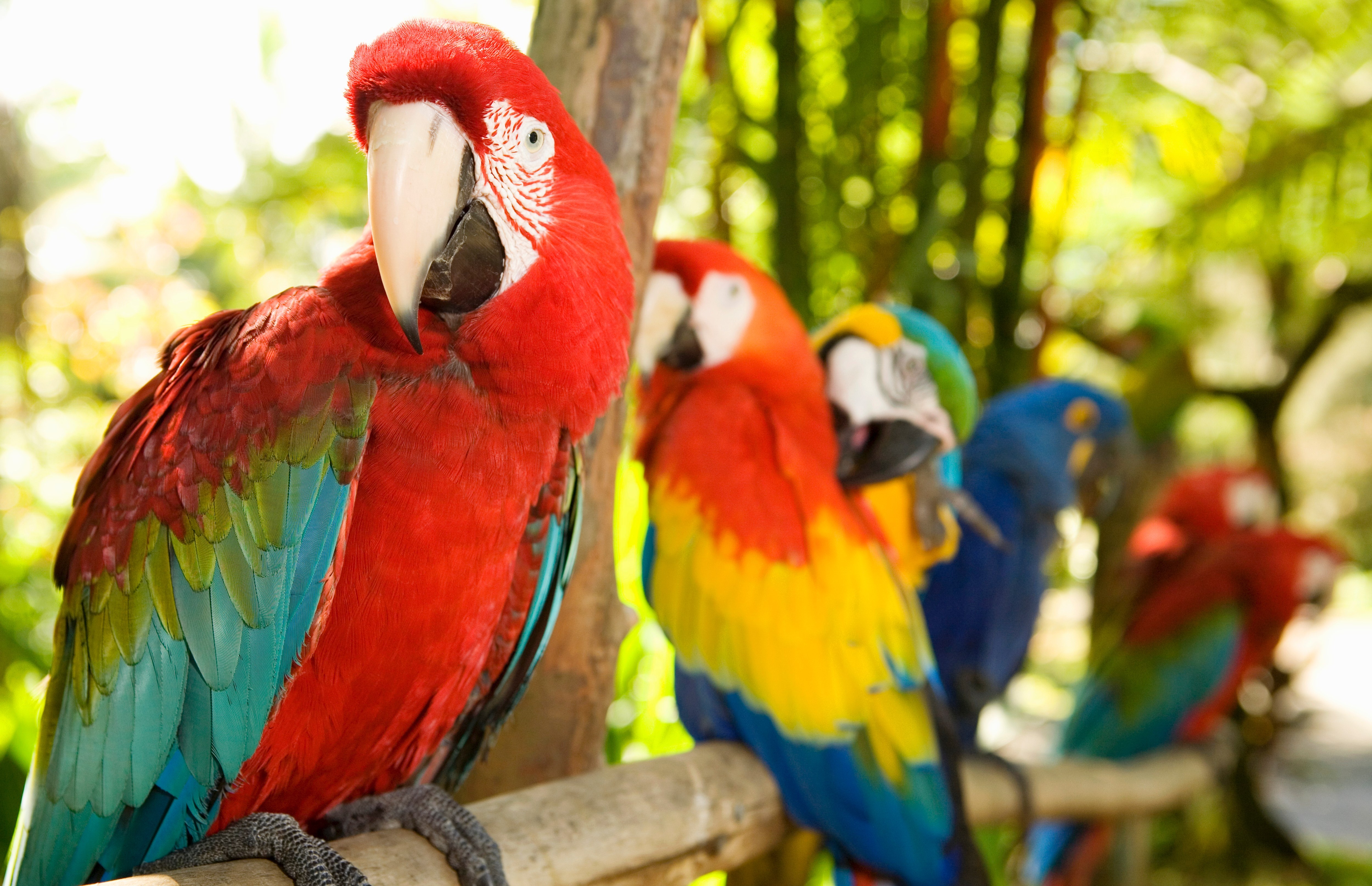 В зоопарке живут 5 видов попугаев каждому. Попугай ара. Попугай породы ара. Попугай ара южноафриканский. Попугай Паррот.