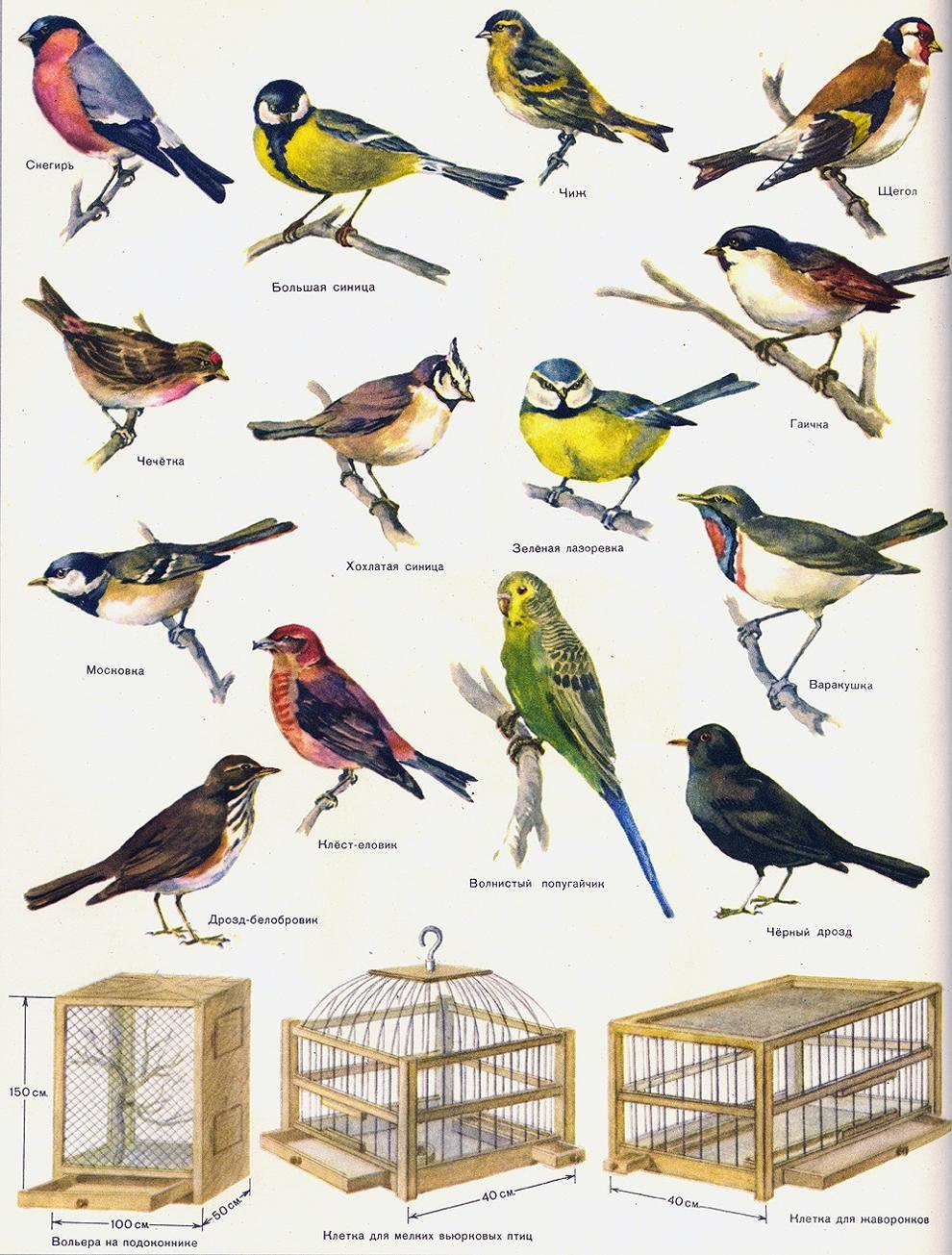 каталог птиц фото