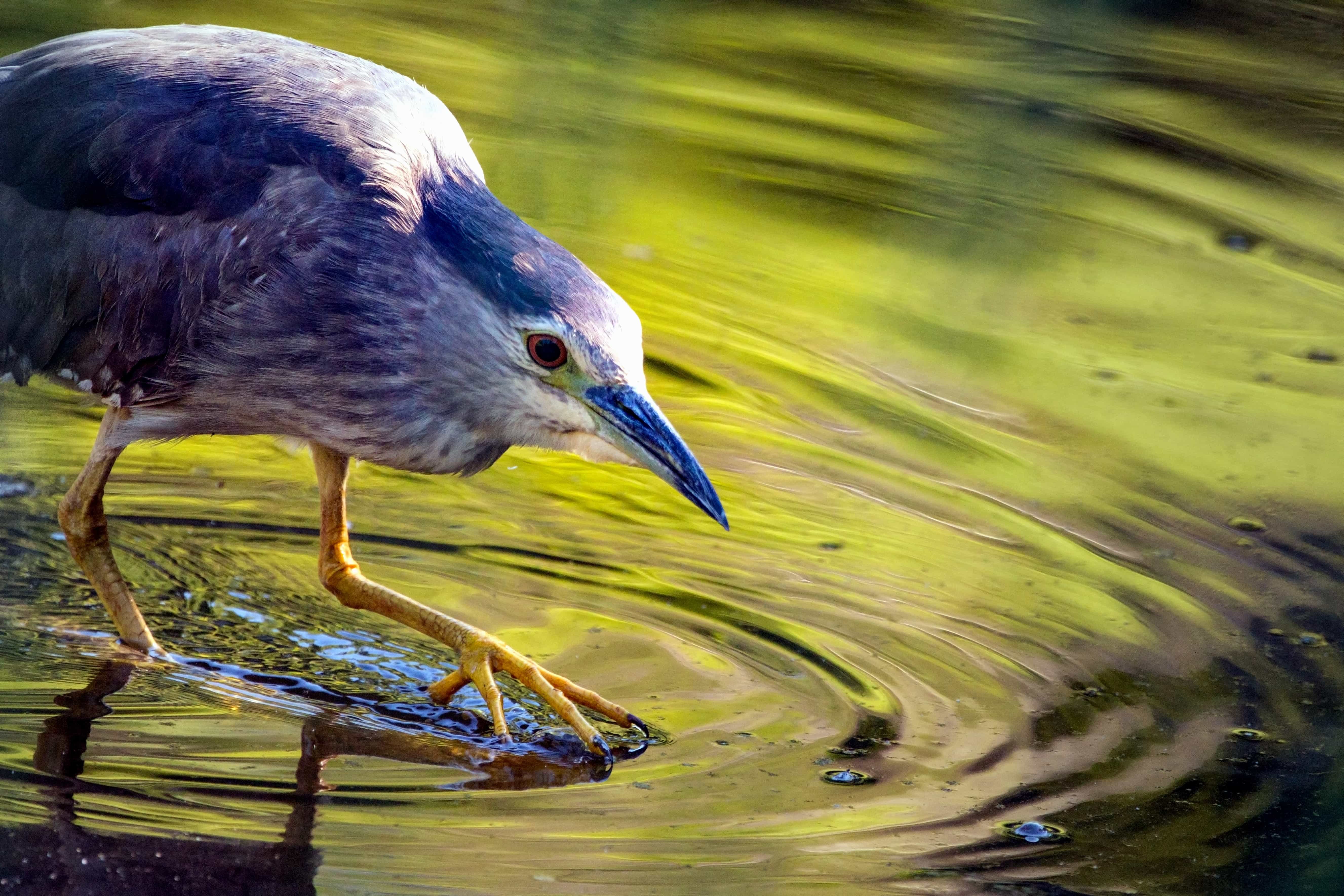 Птицы живущие у воды название и фото
