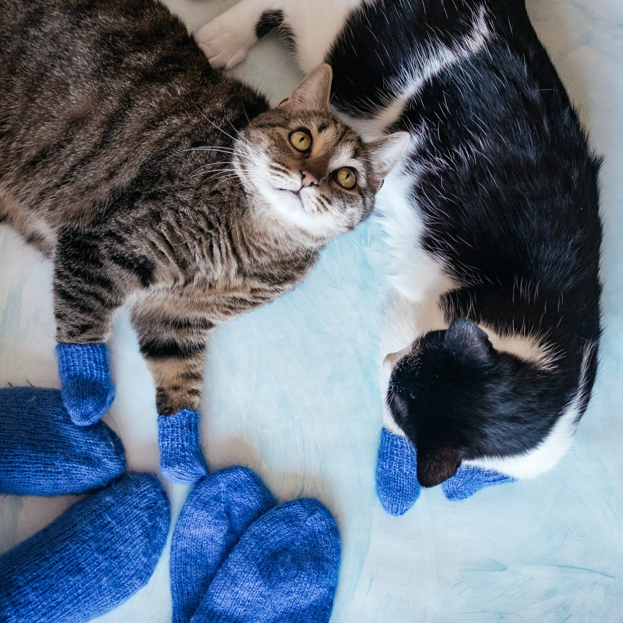 Синие лапки. Носки для кошек. Кошка в носках. Носки с котом. Носочки для котят и котов.