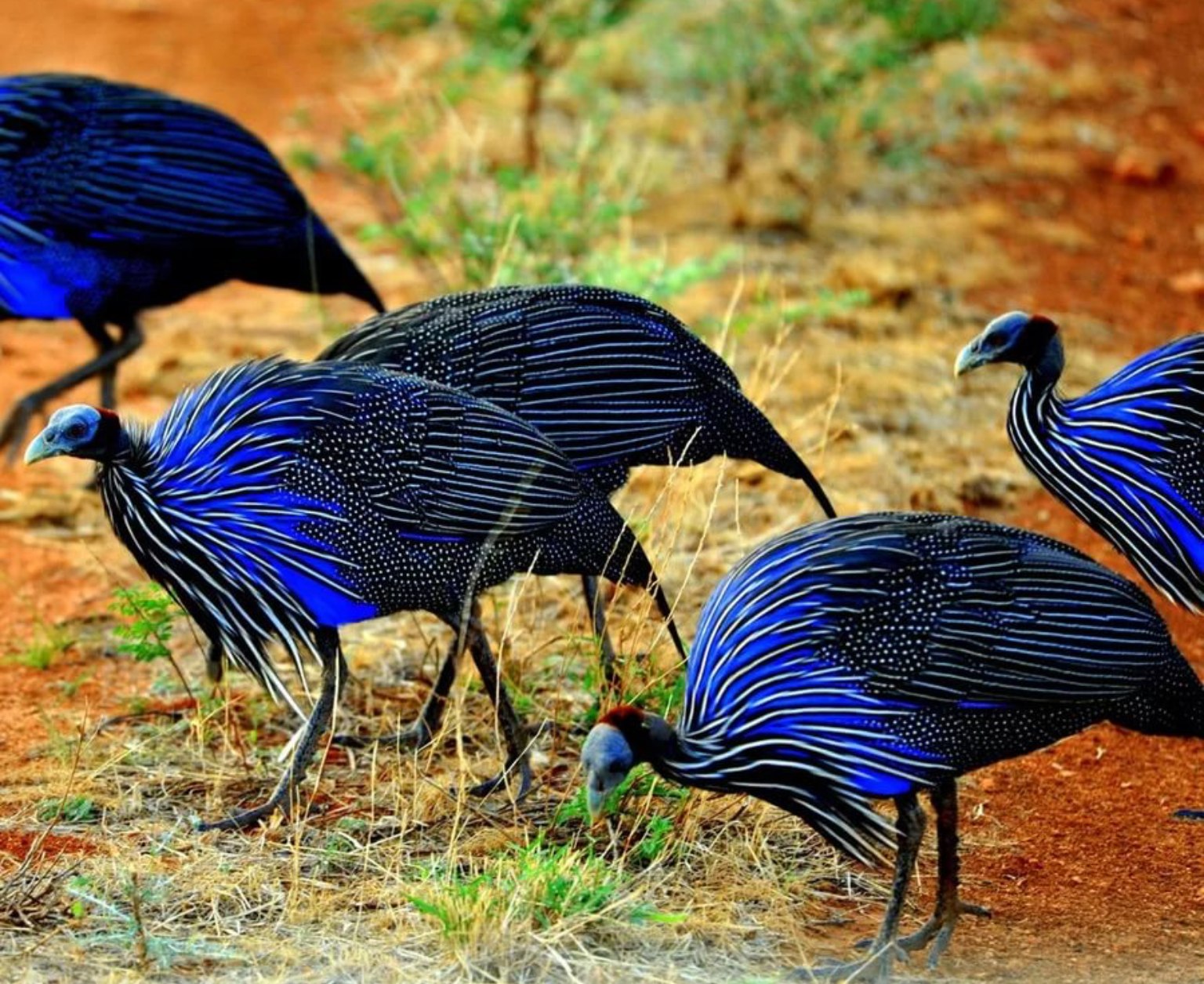 Курообразные птицы Африки
