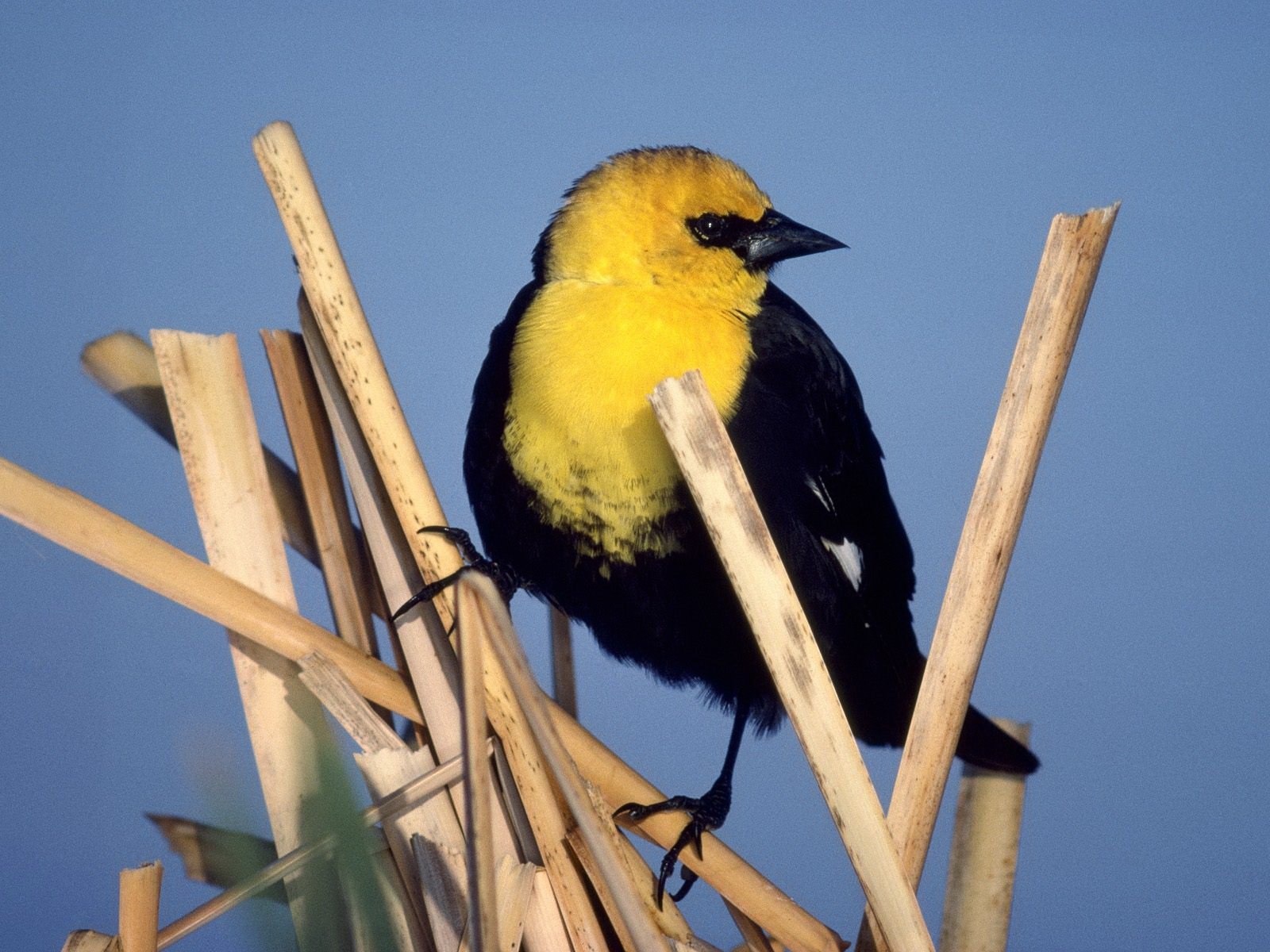Что за птичка черная с желтым клювом фото