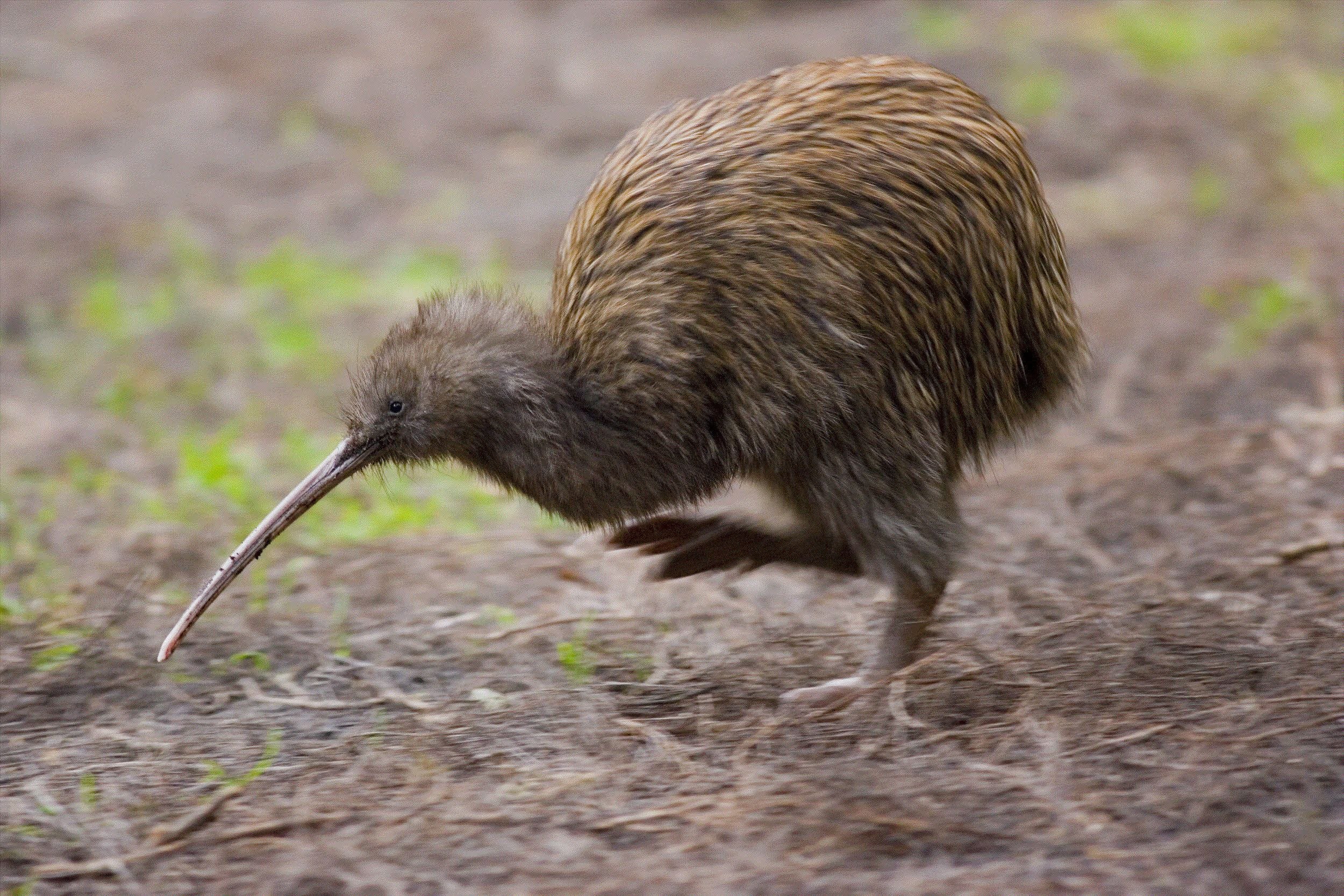 Kiwi orchestra. Нелетающая птица киви. Птица киви в новой Зеландии. Apteryx Australis. Северный бурый киви.