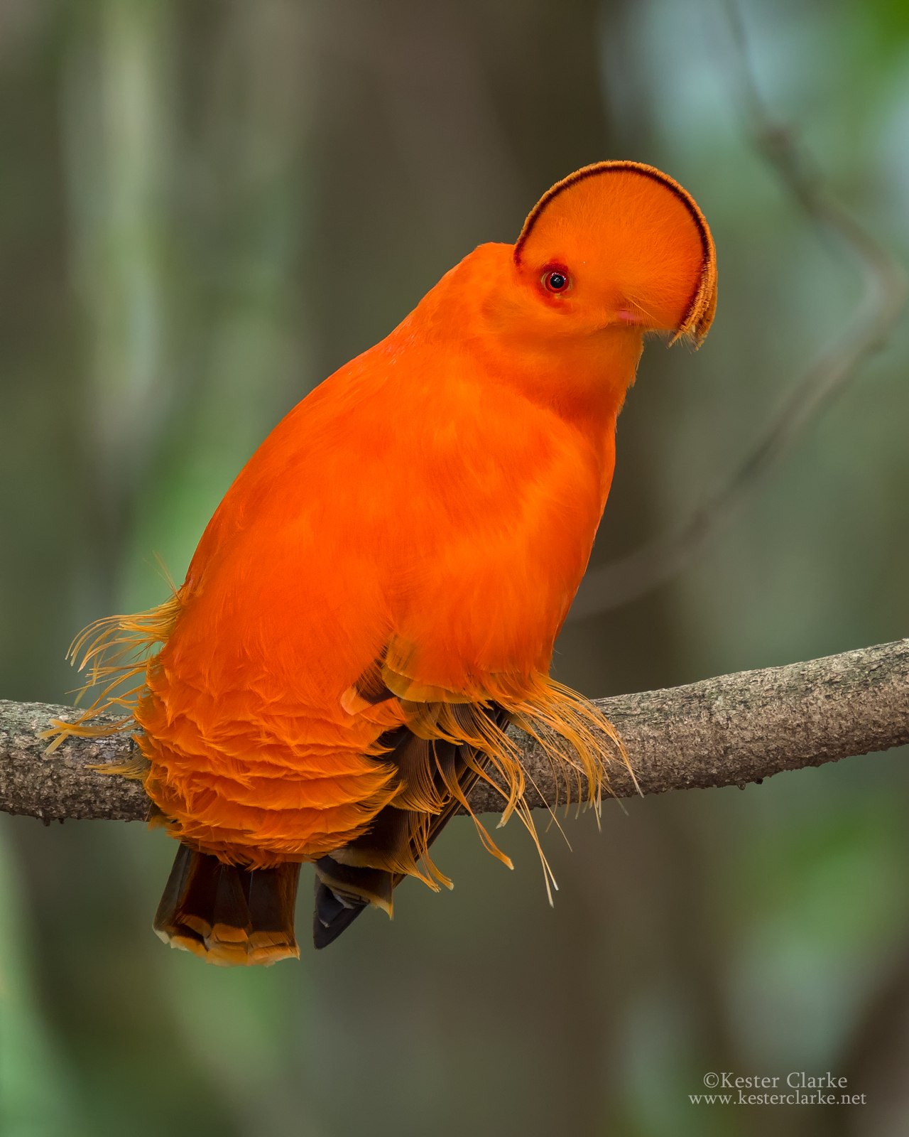 Птица С Оранжевой Шеей