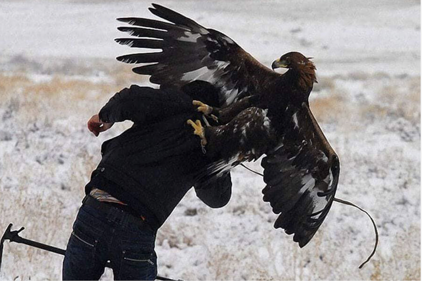 Нападение орла. Орел нападает на человека. Птица нападает. Птица нападает на птиц. Птицы нападающие на людей.