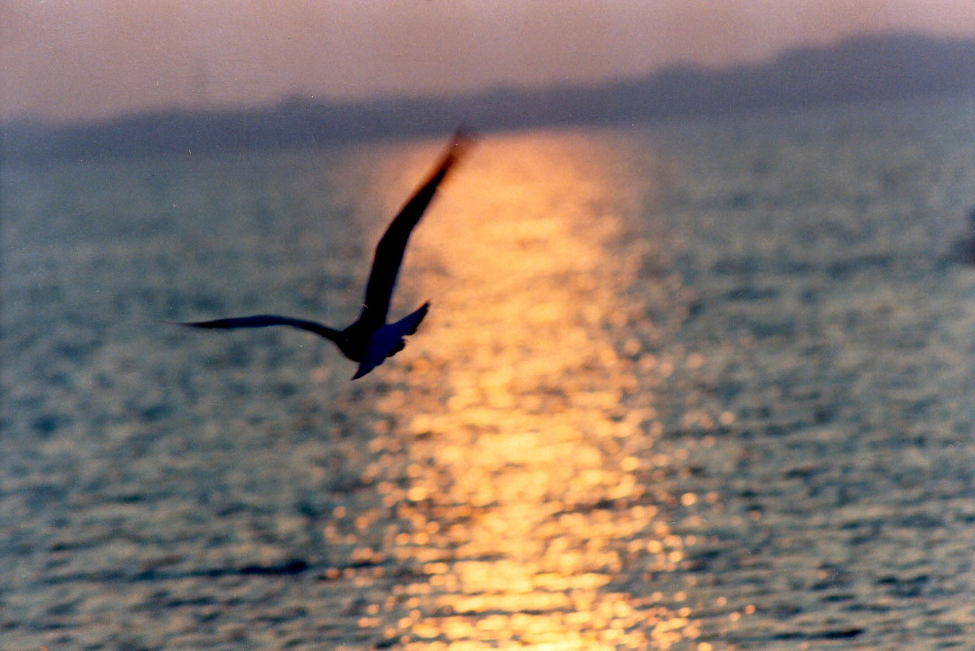 Птица улетающая вдаль. Птицы над морем. Птица в полете. Полет птицы над морем. Птицы над водой.