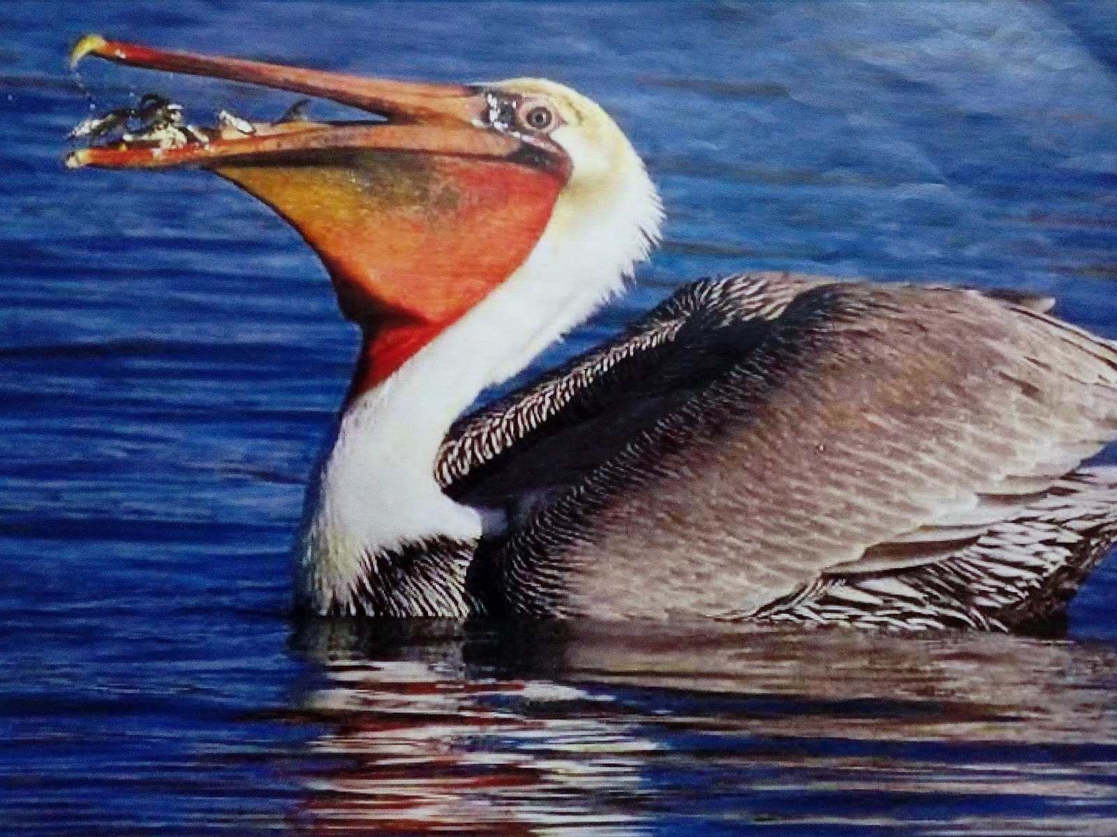 Пеликан ловит рыбу. Пеликан водоплавающая птица. Пеликан мешконос птица. Пеликан Южная Америка. Пеликан мешконос птица фото.