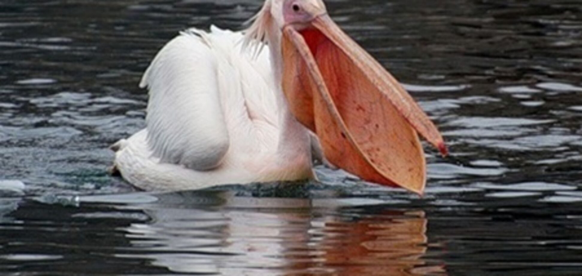 Рыба из клюва пеликана геншин. Пеликан мешконос. Клюв пеликана. Мешок пеликана. Смешной Пеликан.