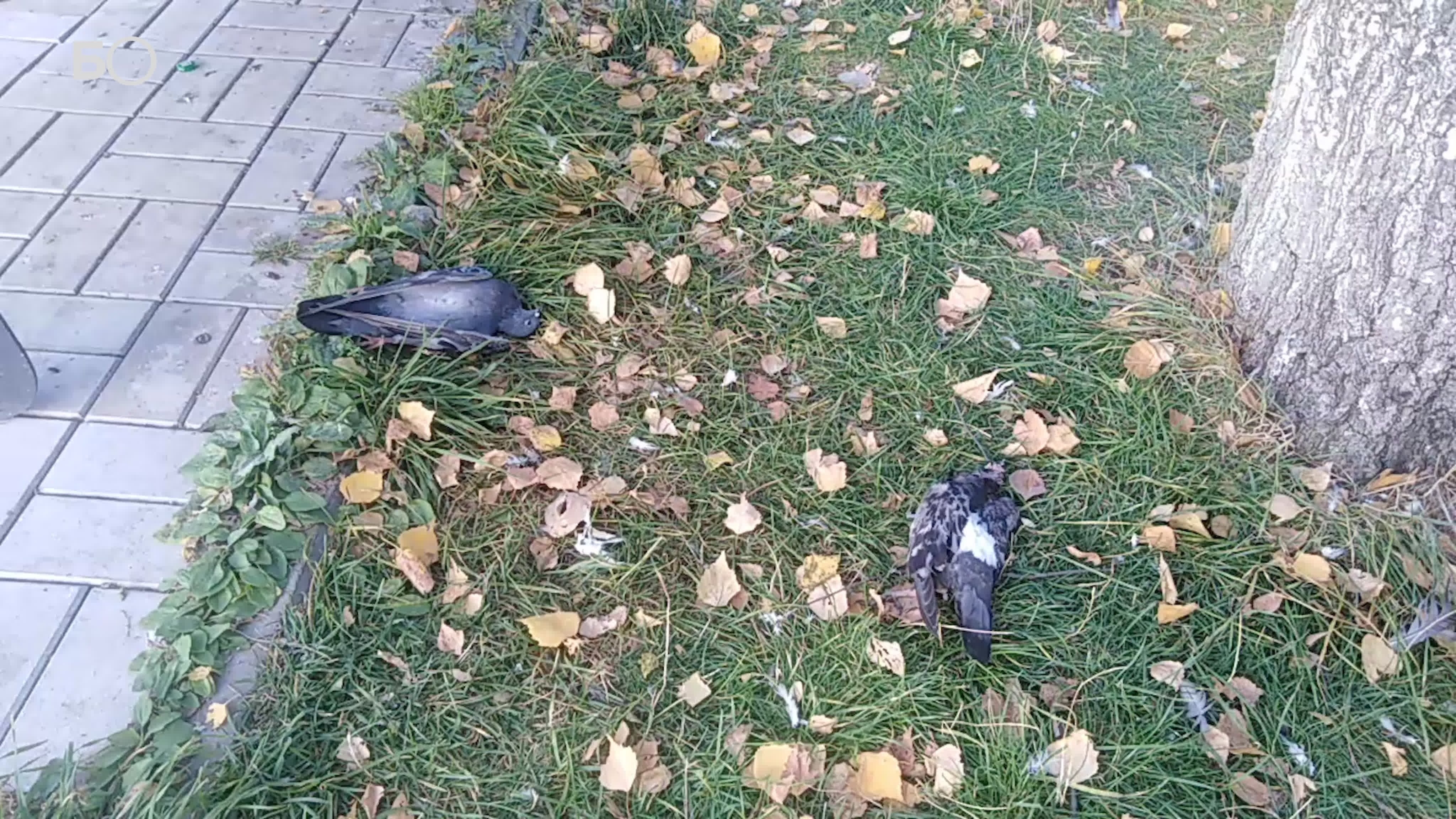 Массовая гибель голубей