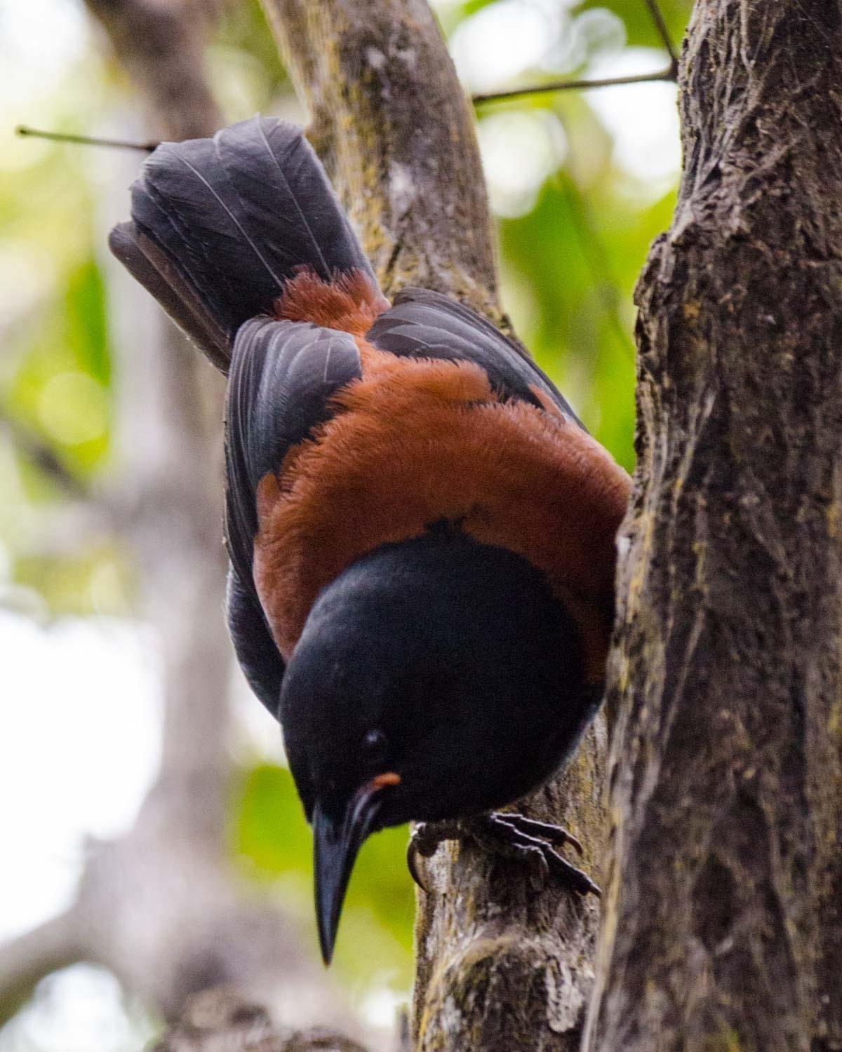 Разноклювая гуйя. Седлоспинная гуйя. Philesturnus carunculatus. (38628) Гуйя.