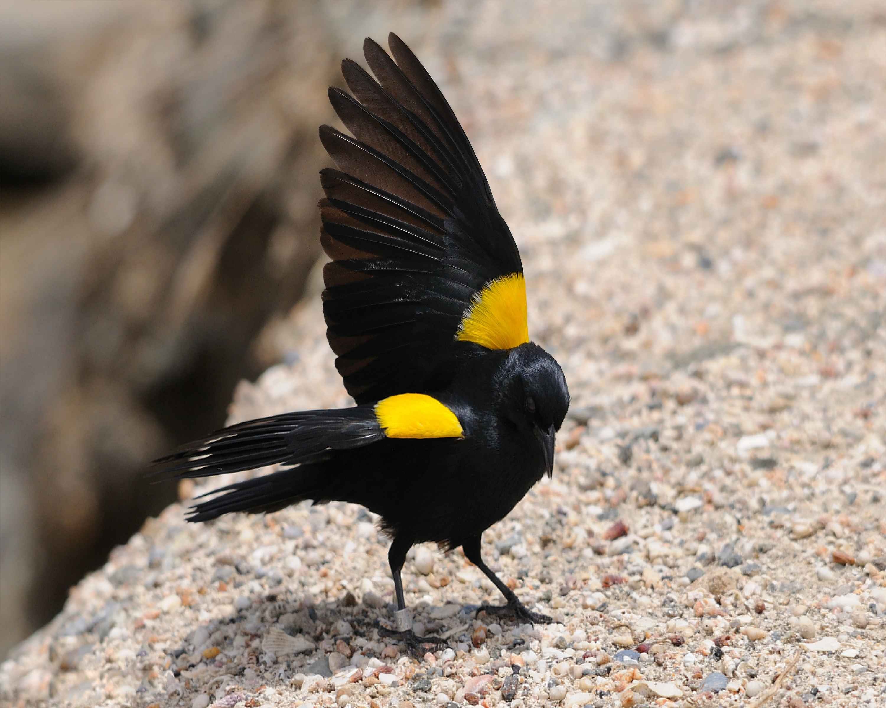 Желтая птица с черными крыльями. Желтоголовый трупиал. Венесуэльский трупиал. Иволга щегол. Желтый Дрозд.