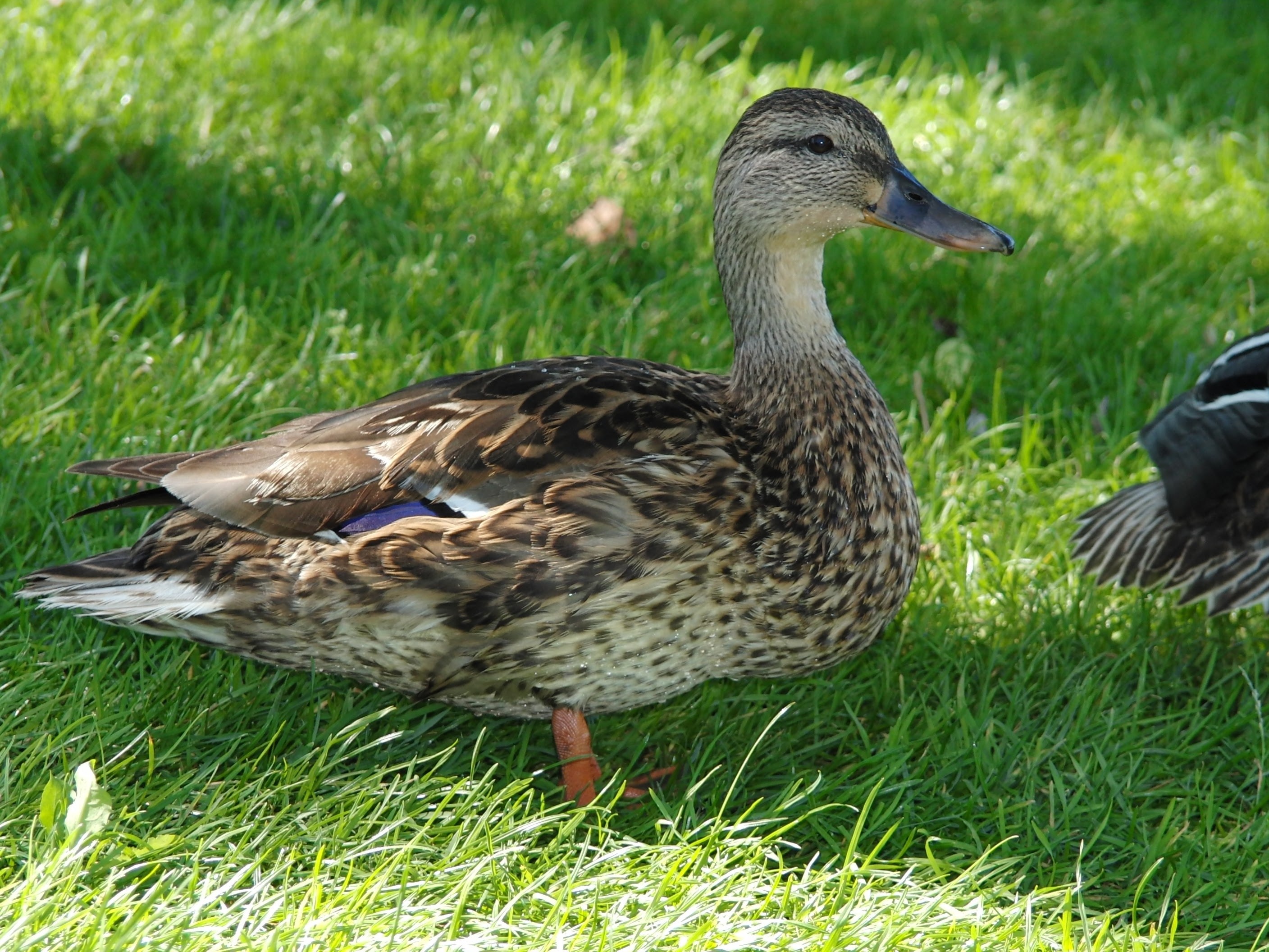 Duck. Кряква обыкновенная утка. Белогрудая кряква. Утка кряква Гусь. Кряковая домашняя утка.