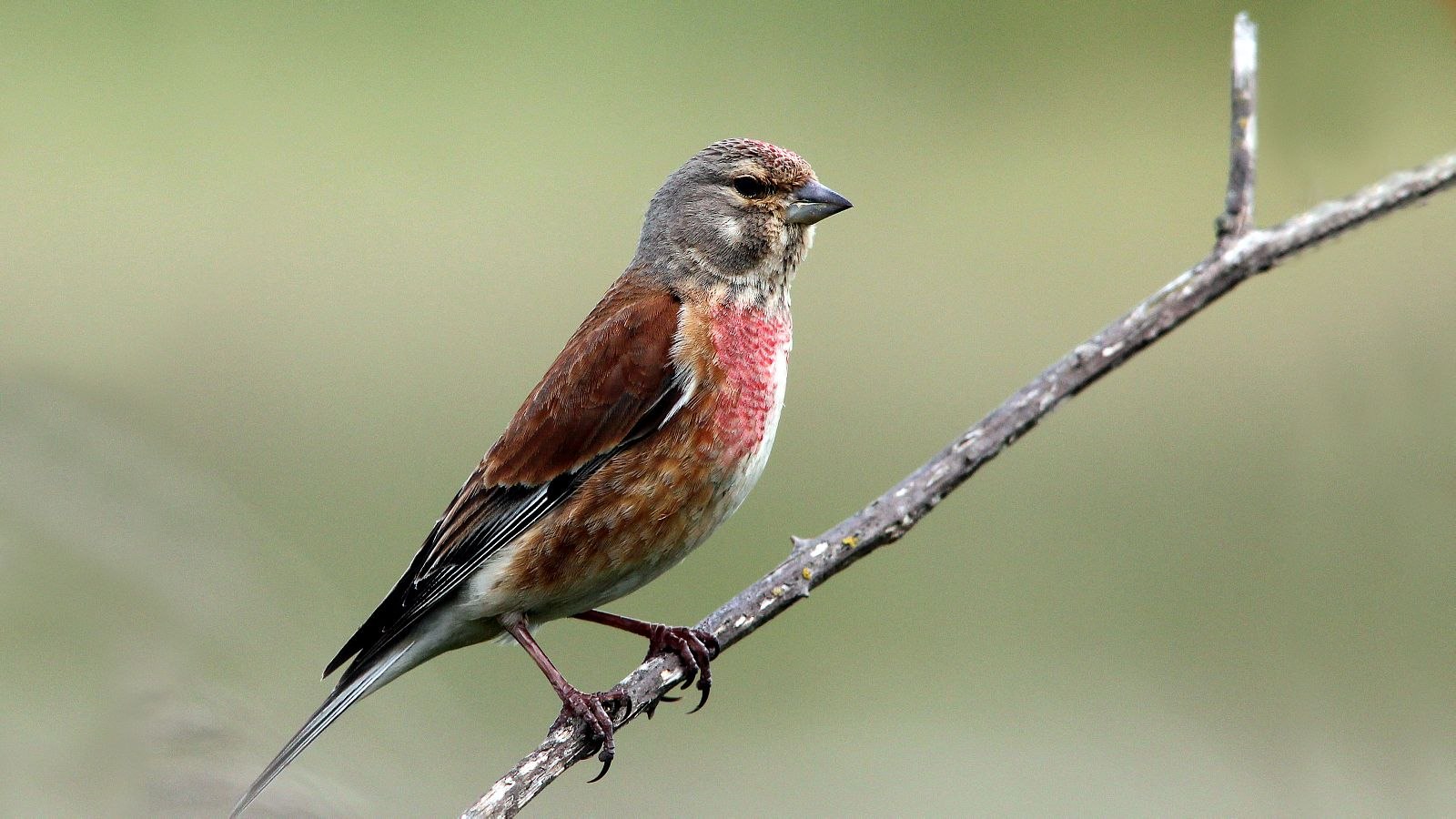 Птички с розовой грудкой фото