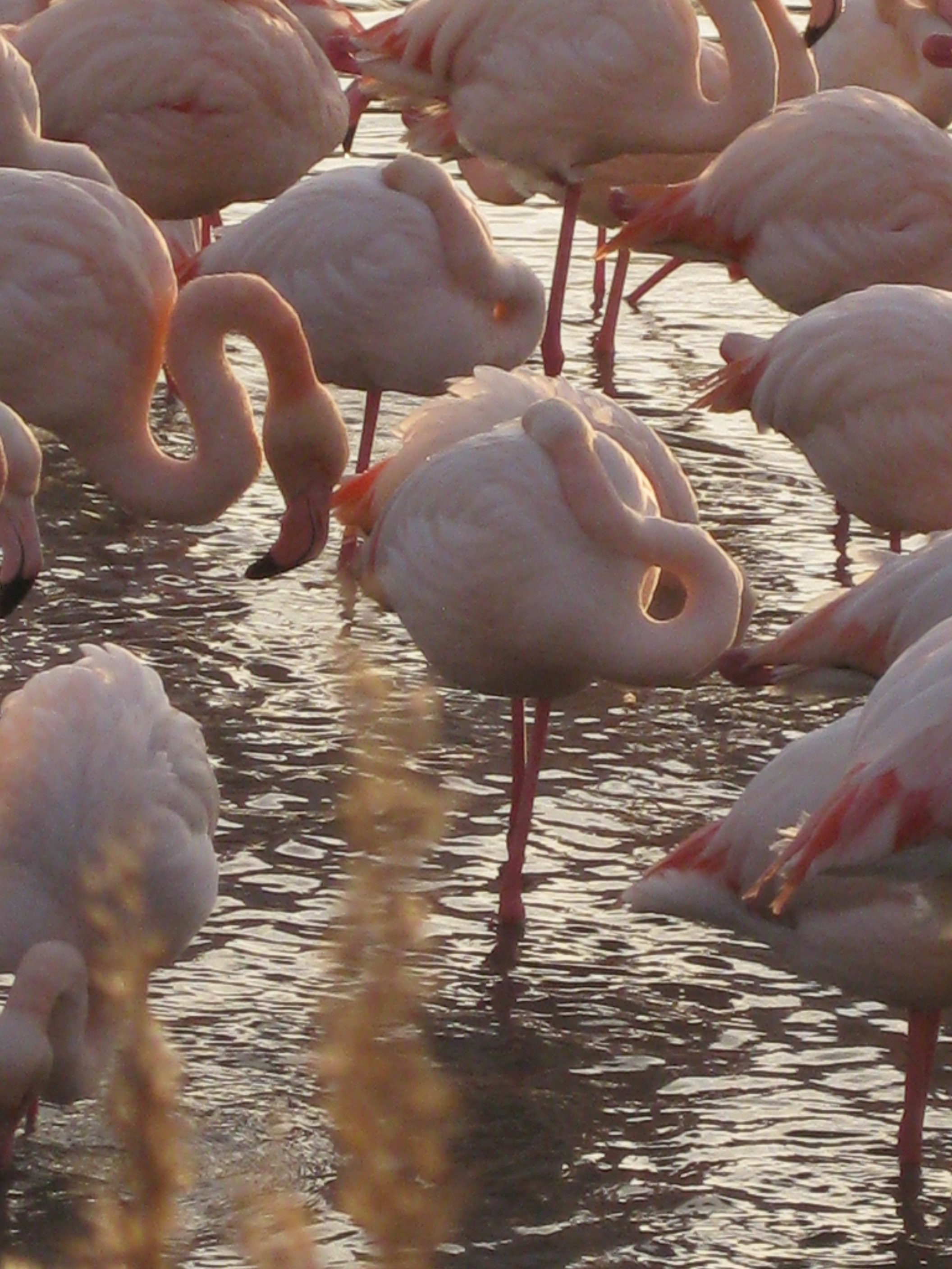 Фламинго в Крыму