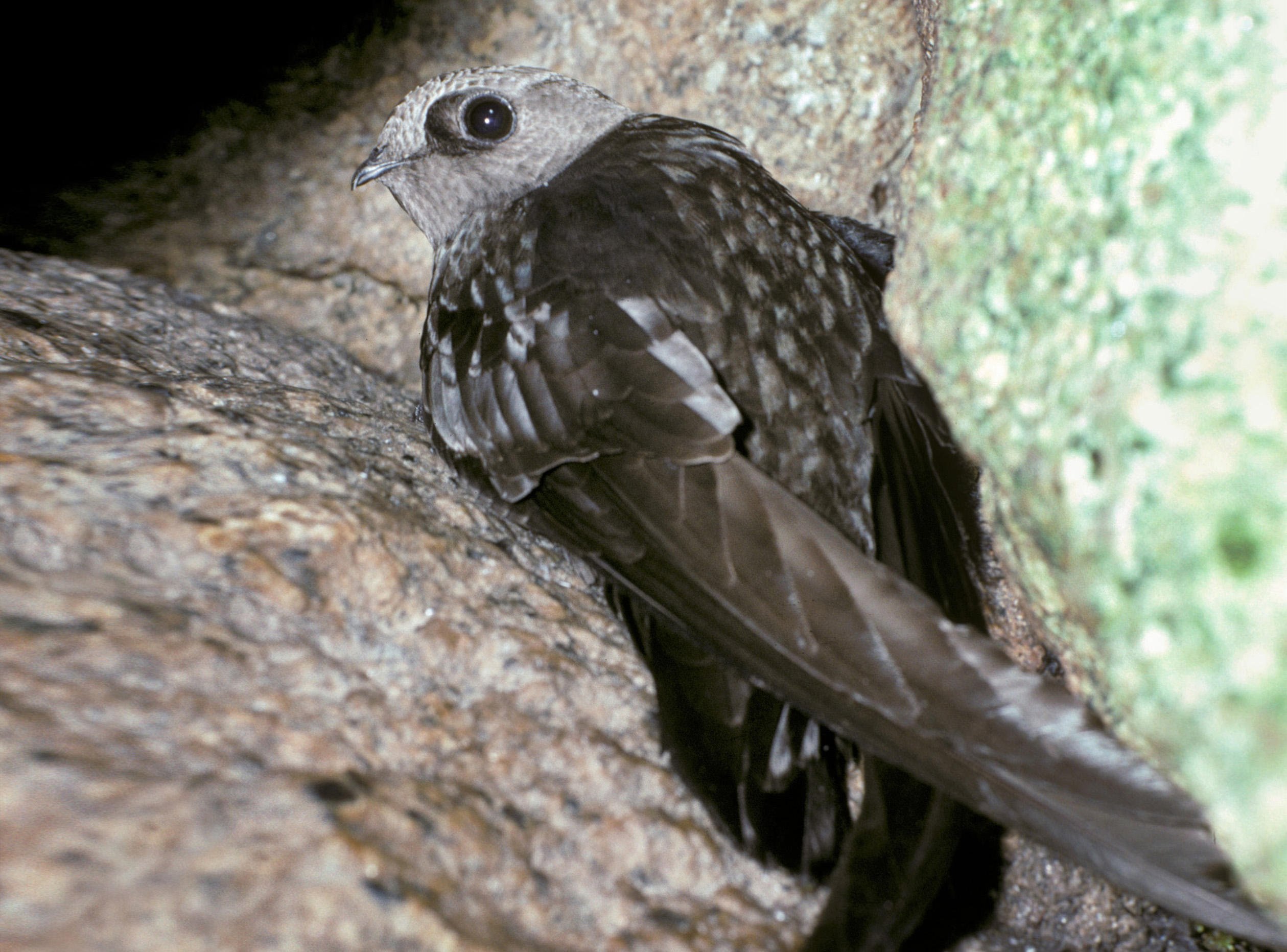 Птица черный стриж фото и описание