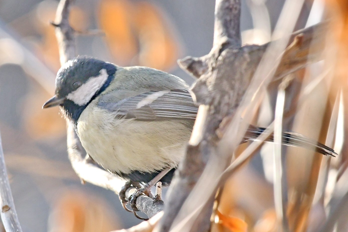 Серая синичка. Синица гаичка. Синица серая (Parus cinereus). Синица гаичка фото. Хохлатая синица.