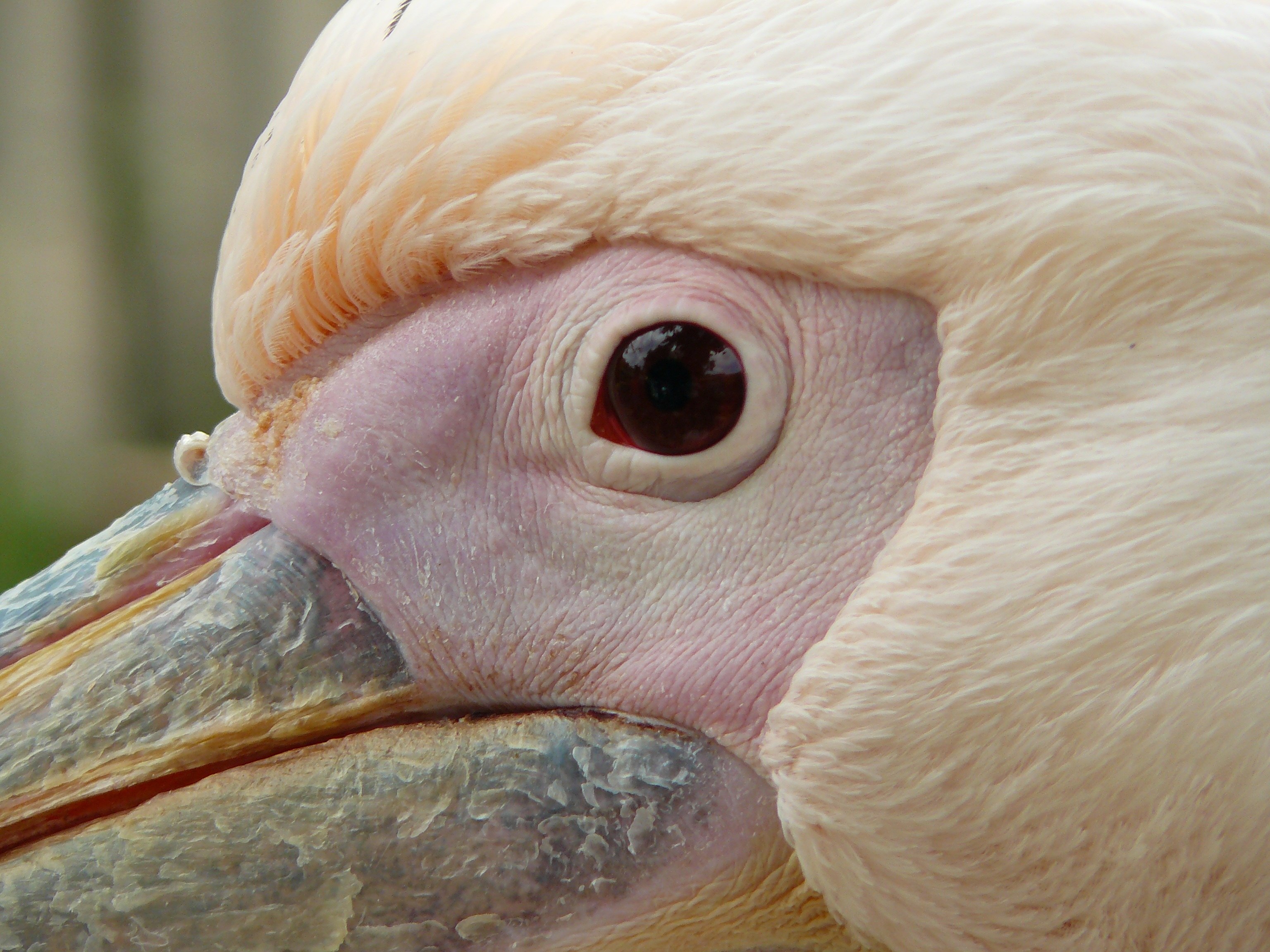 Клюв у птиц это. Pelikan клюв птица. Пеликан строение клюва. Глаз птицы. Нос птицы.