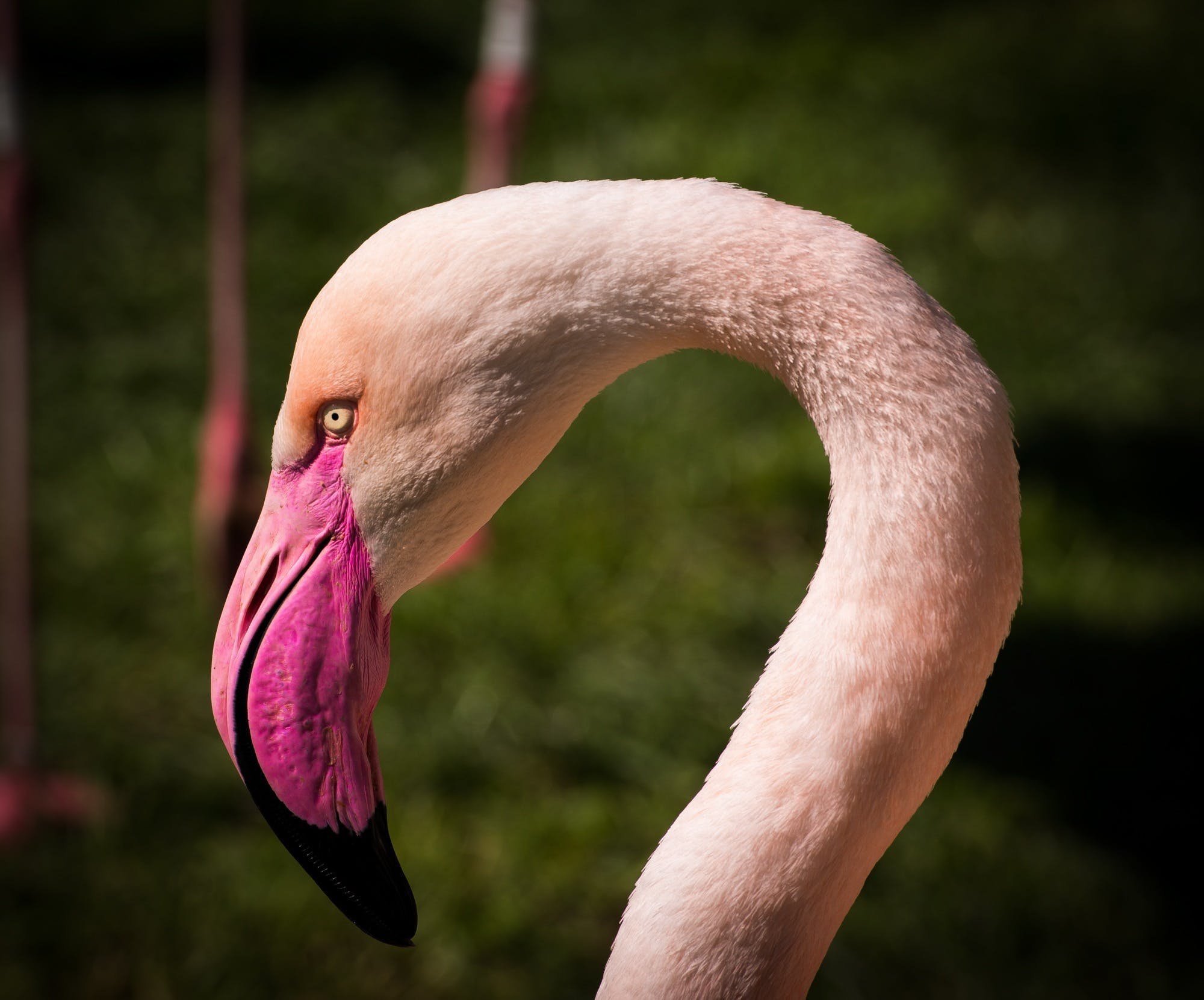 Фламинго. Пинк Фламинго. Клюв Фламинго. Падальщик Фламинго. Розовый Фламинго клюв.