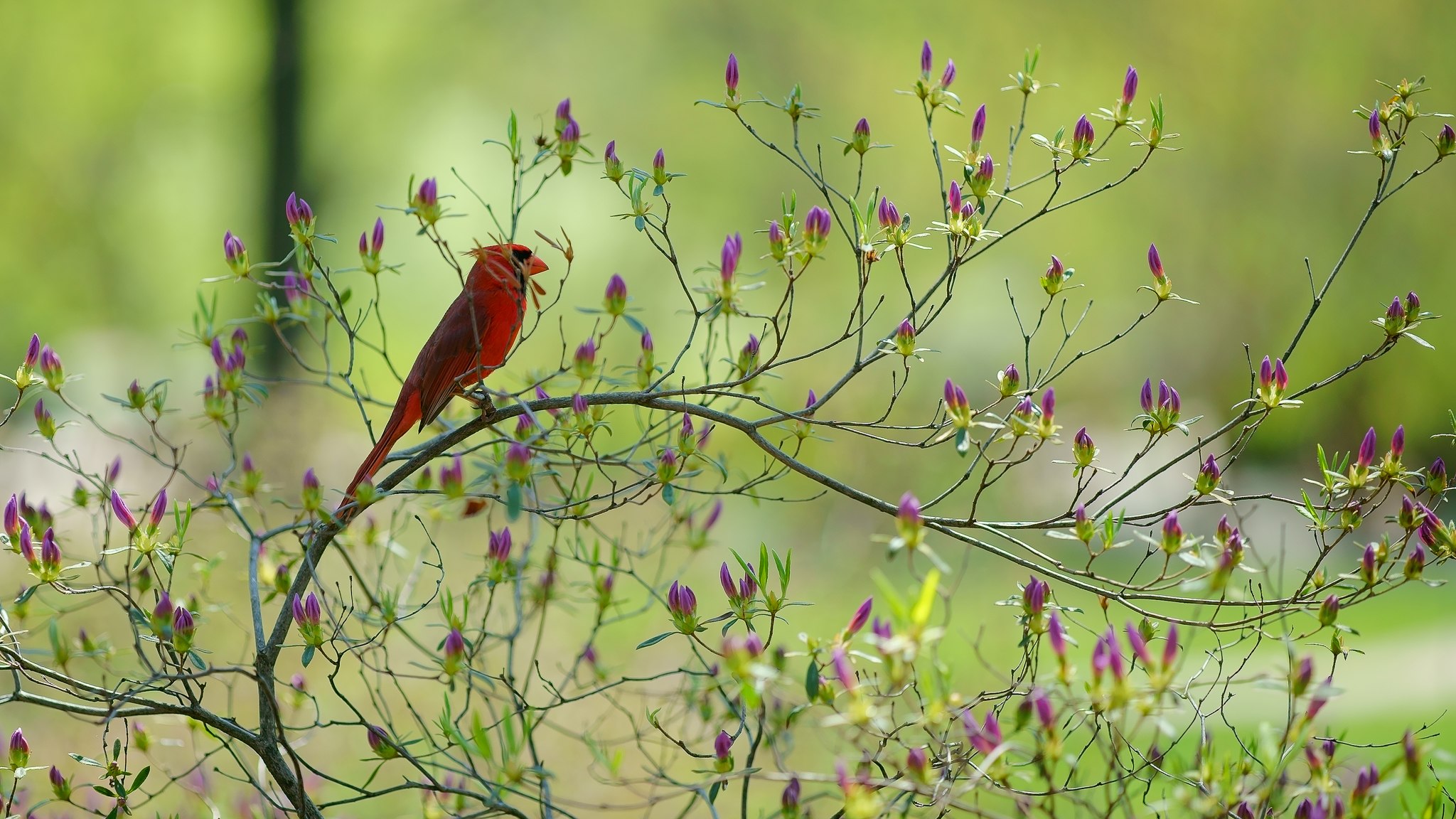 Животные и растительный мир весной. Природа птицы. Птицы весной. Птицы в лесу.
