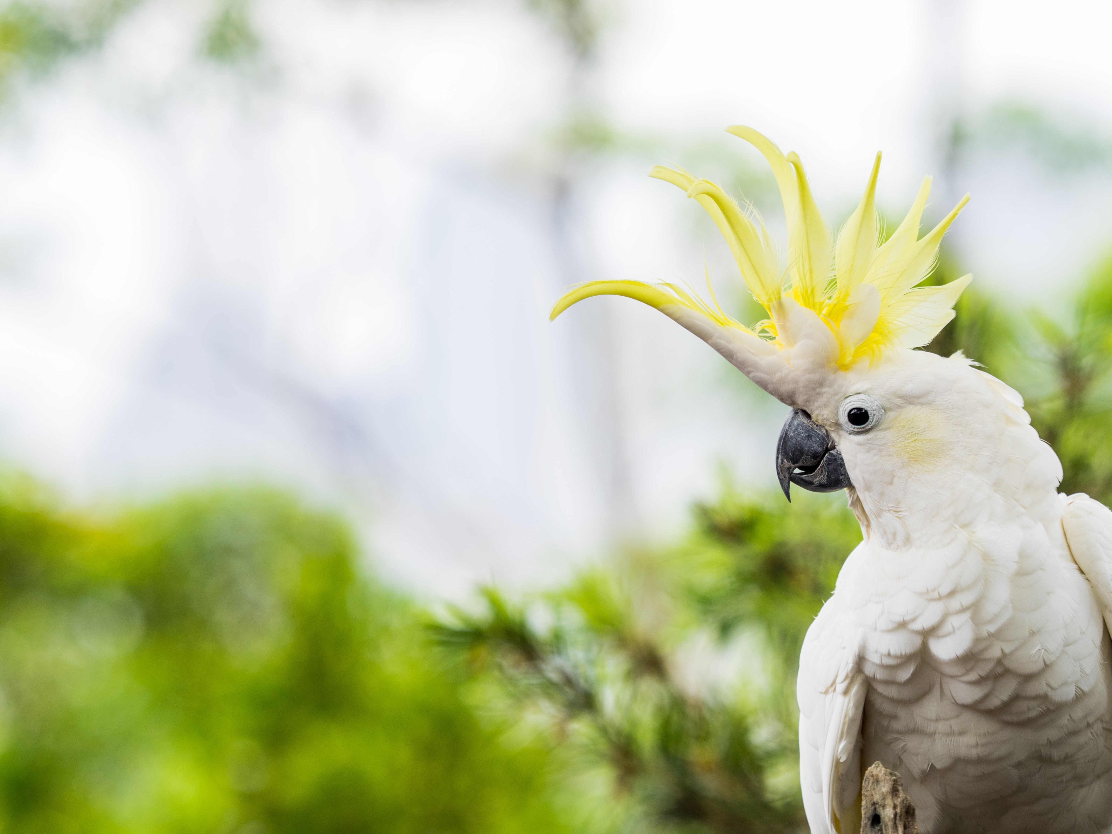 Нижнее какаду. Желтохохлый Какаду. Попугай Какаду белохохлый. Попугай большой желтохохлый Какаду. Белый Какаду Австралия.