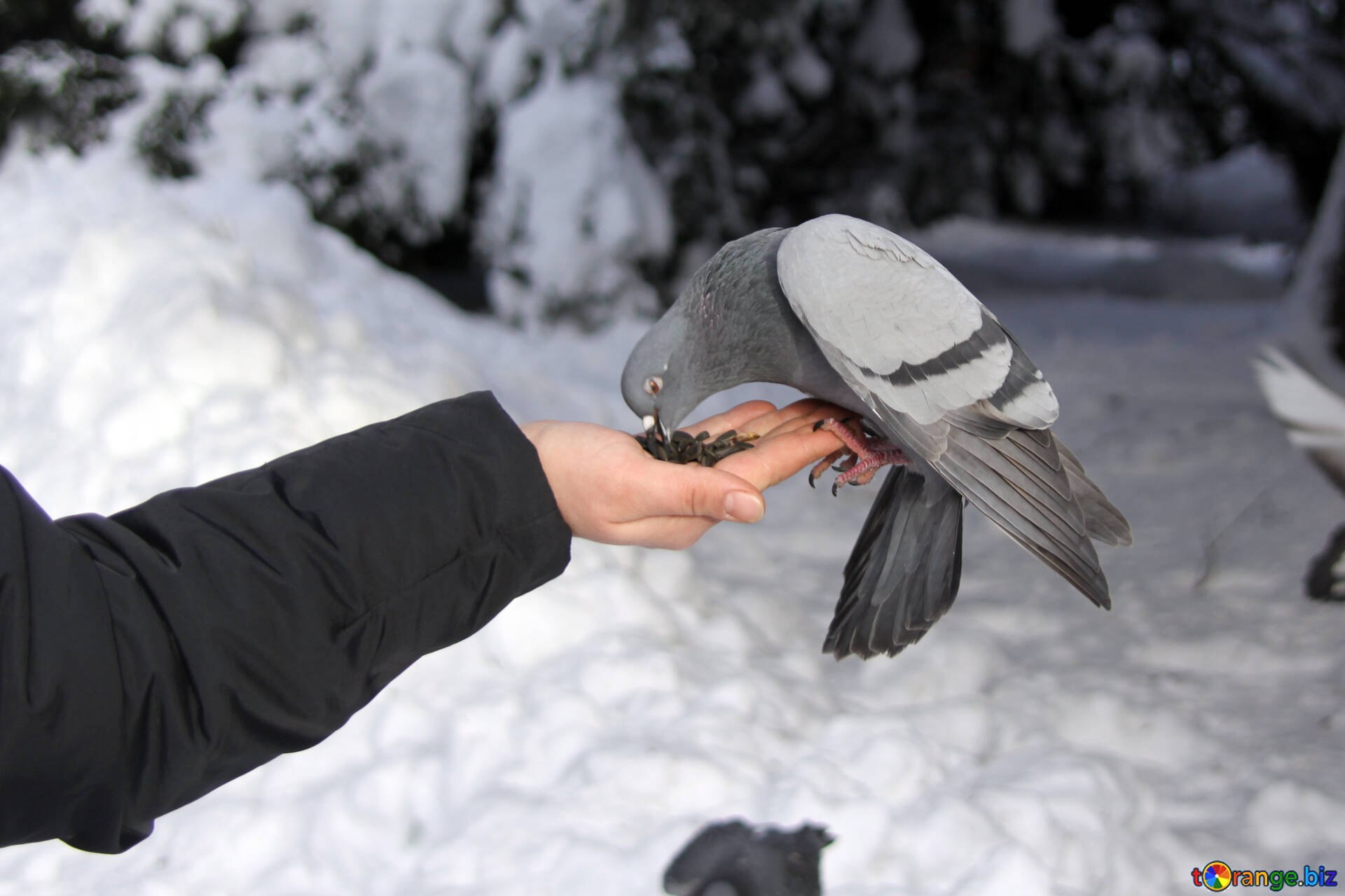 Bird in hand. Человек кормит птиц. Синица и голубь. Птичка какнула. Рука кормит птиц.