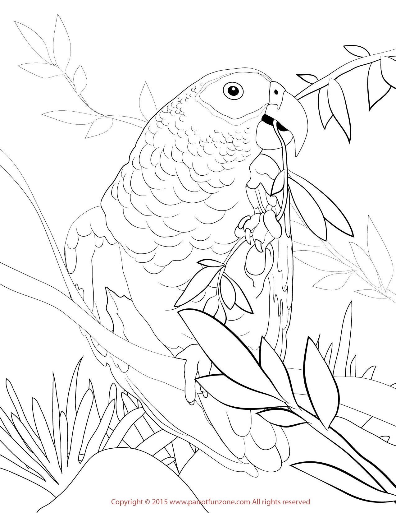 Раскраска попугай жако