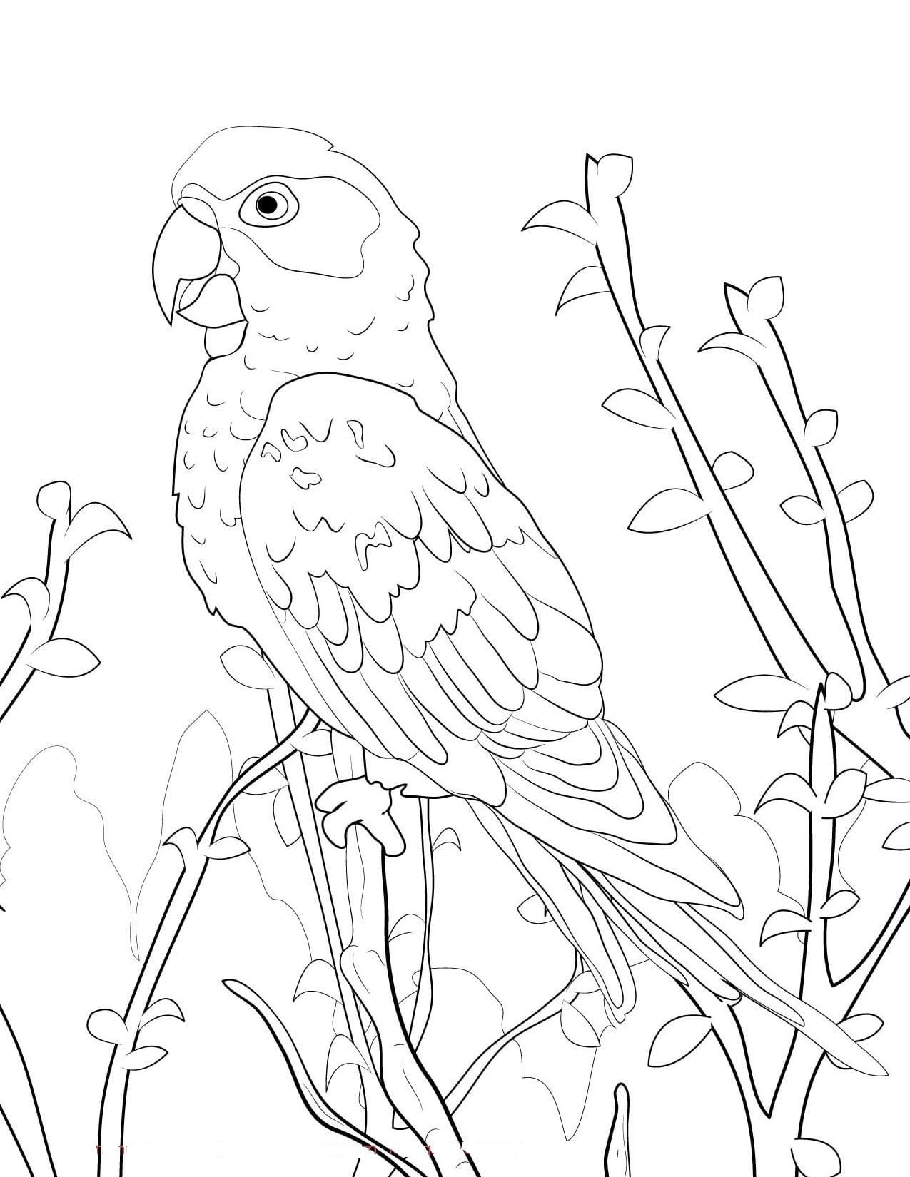 Волнистый попугай раскраска