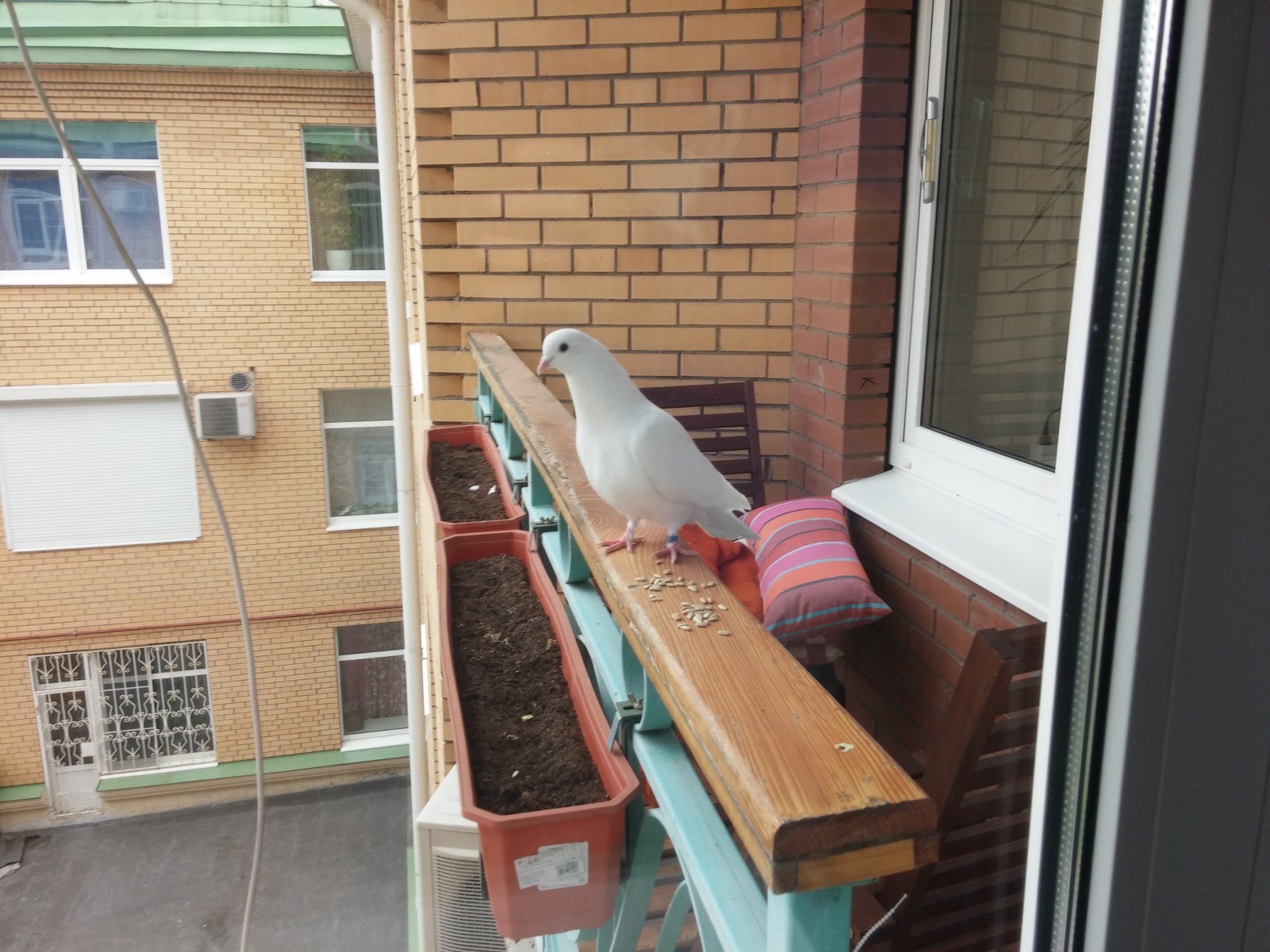 голубь сел на карниз окна и не улетает
