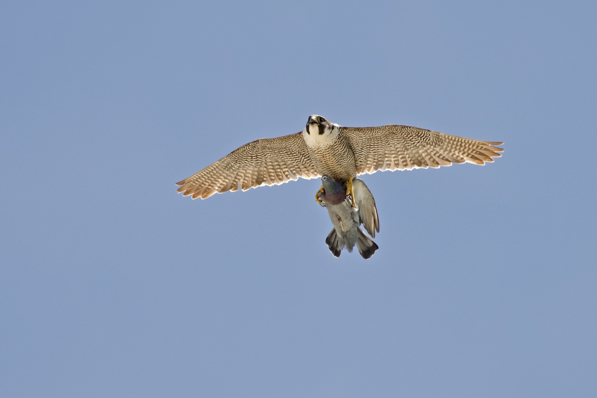 Скорость полета сапсана. Сапсан птица. Сапсан Falco peregrinus. Сокол Сапсан в тундре. Сапсан ареал обитания.