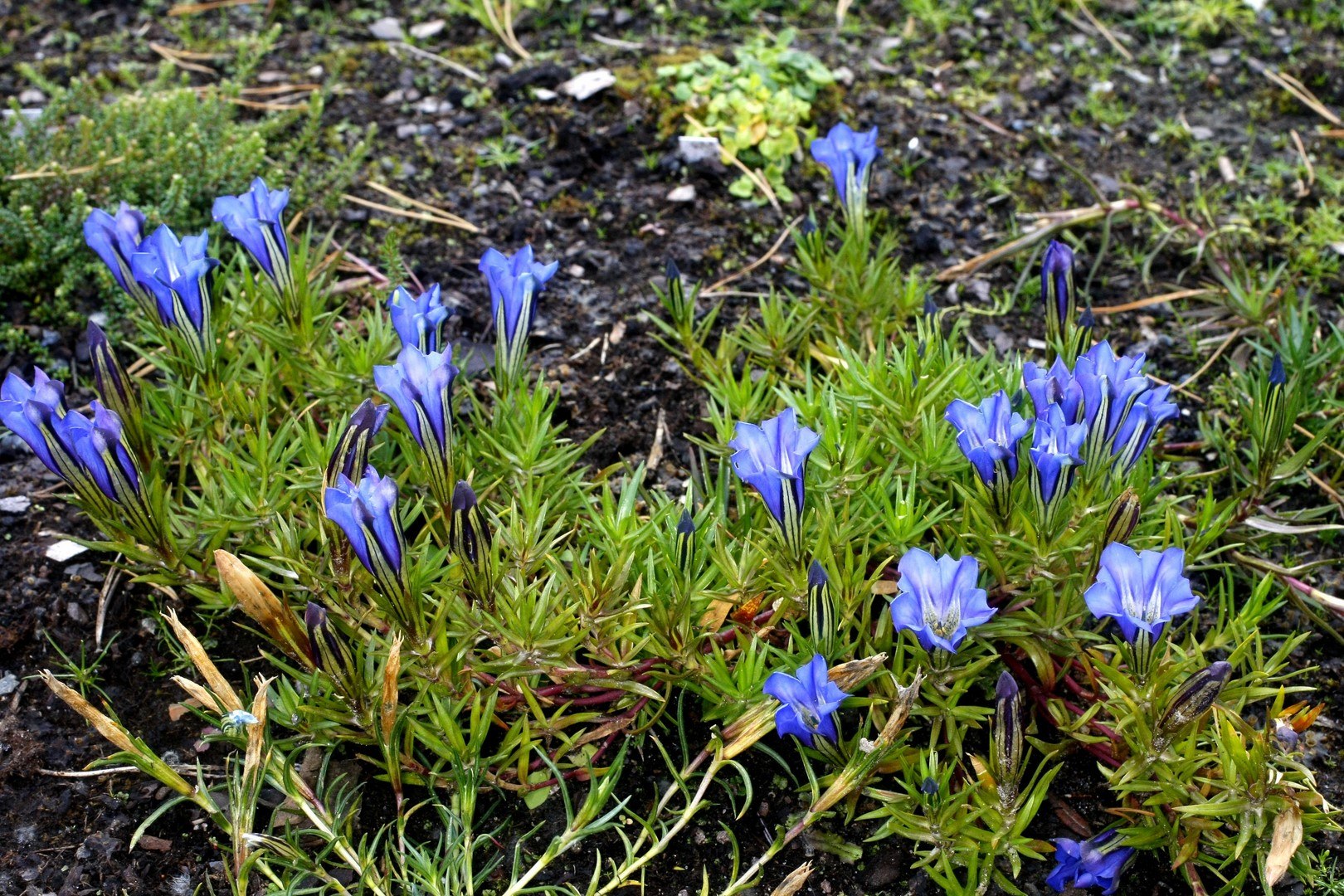 Фото горечавка в саду