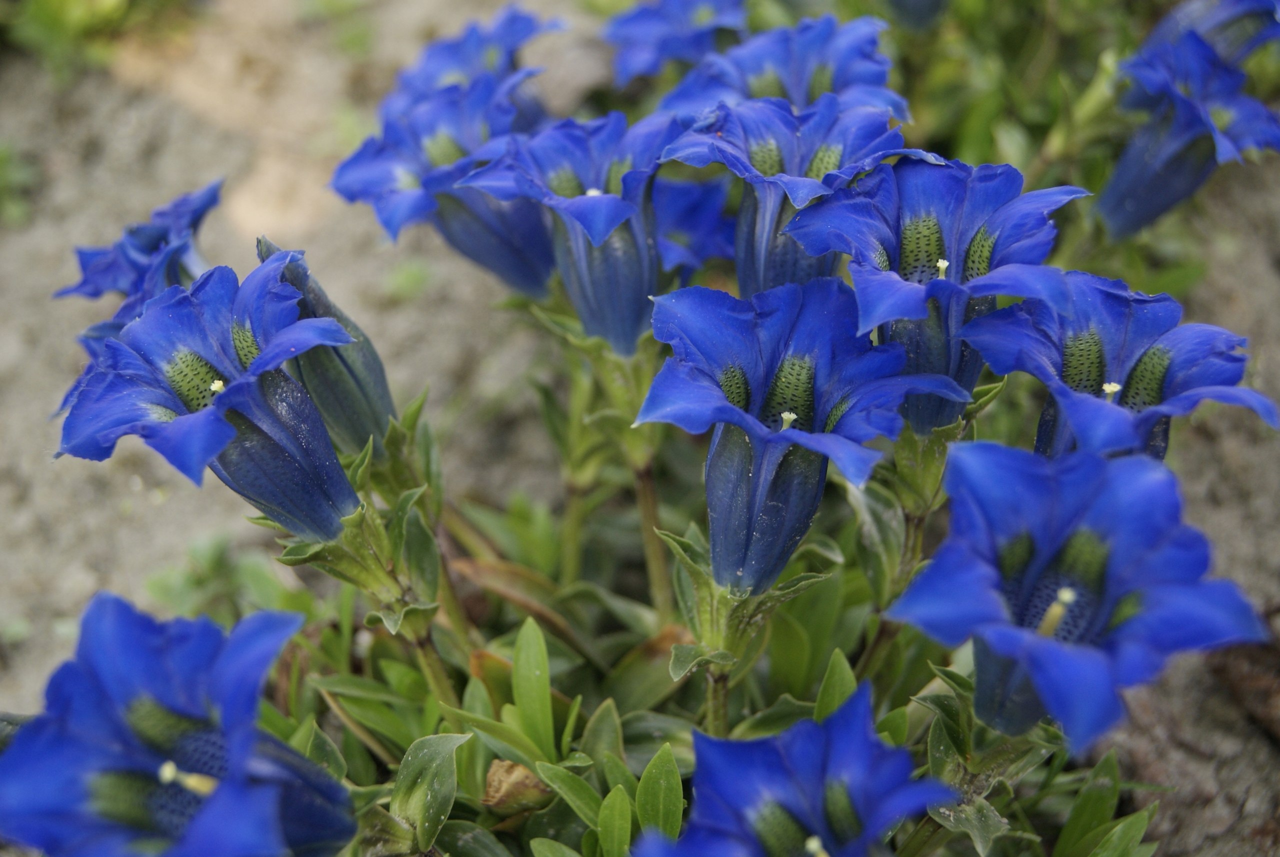 Горечавка Даурская Gentiana dahurica