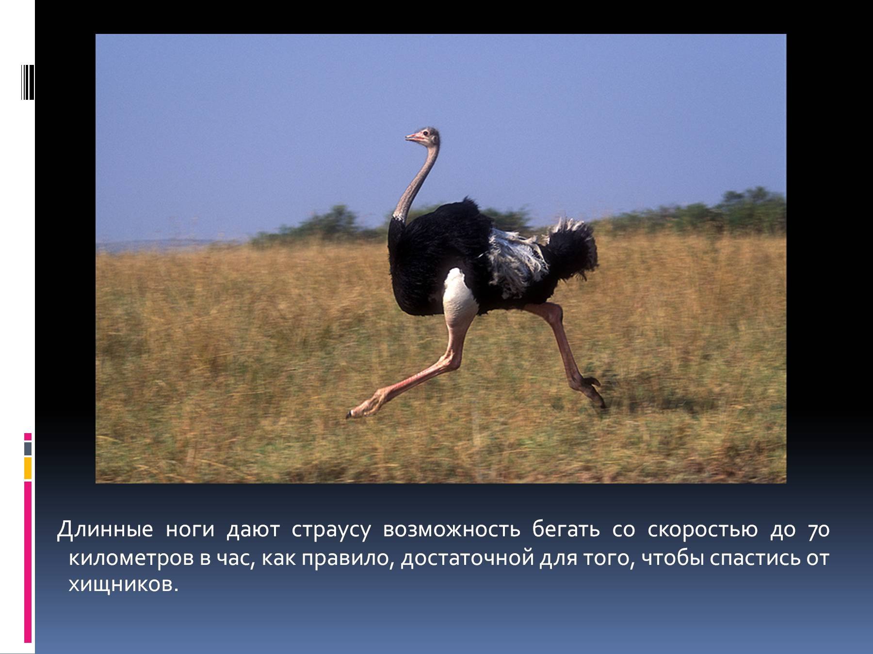 Сколько то бегут. Африканский страус лапы. Африканский страус рост. Африканский страус самый большой. Страус бежит.