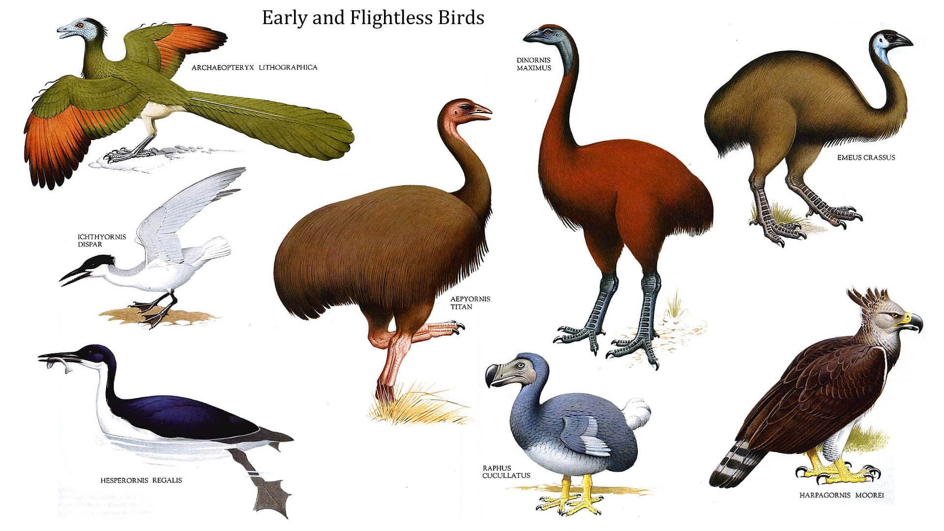 Many kinds of birds live in the