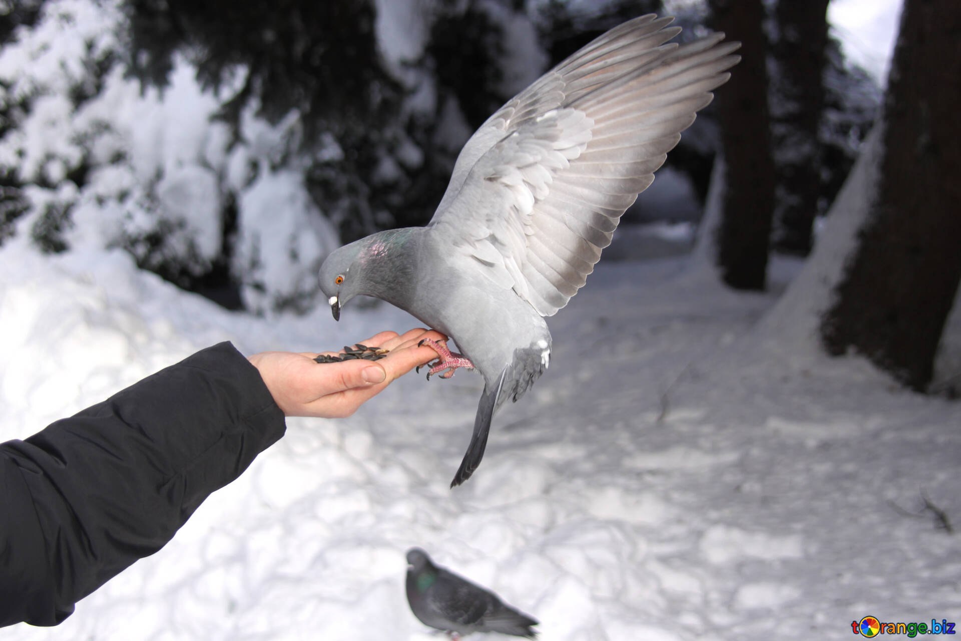 Take bird. Птица на руке. Голуби на снегу. Голубь зимой. Голубь в руках.
